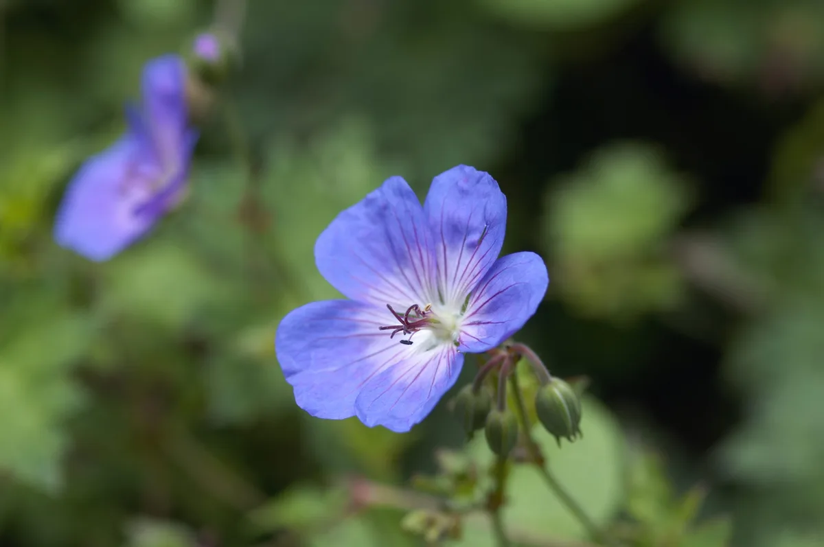 Geranium Rozanne