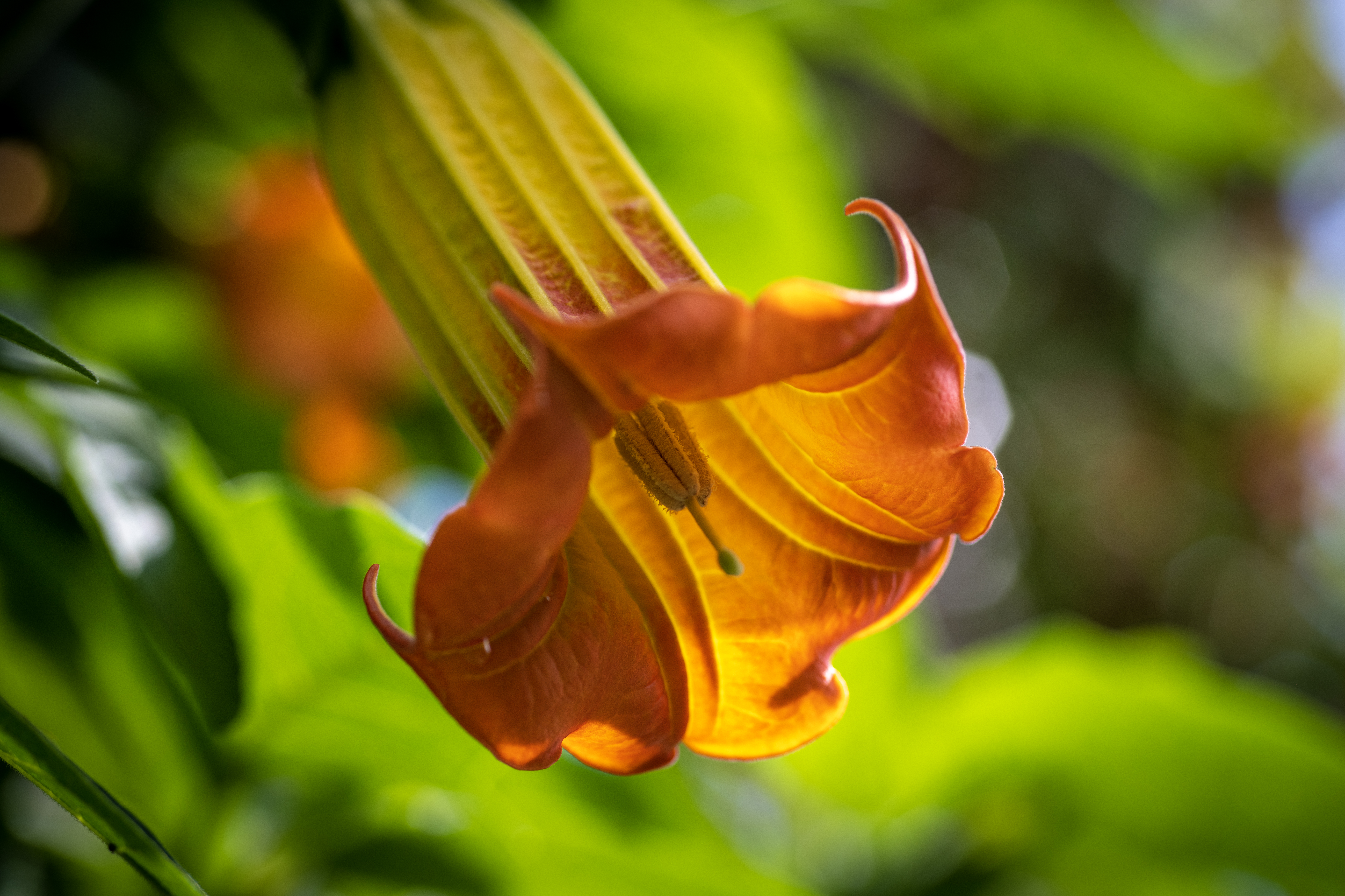 A flower of Brugmansia sanguinea growing in the Temperate House.