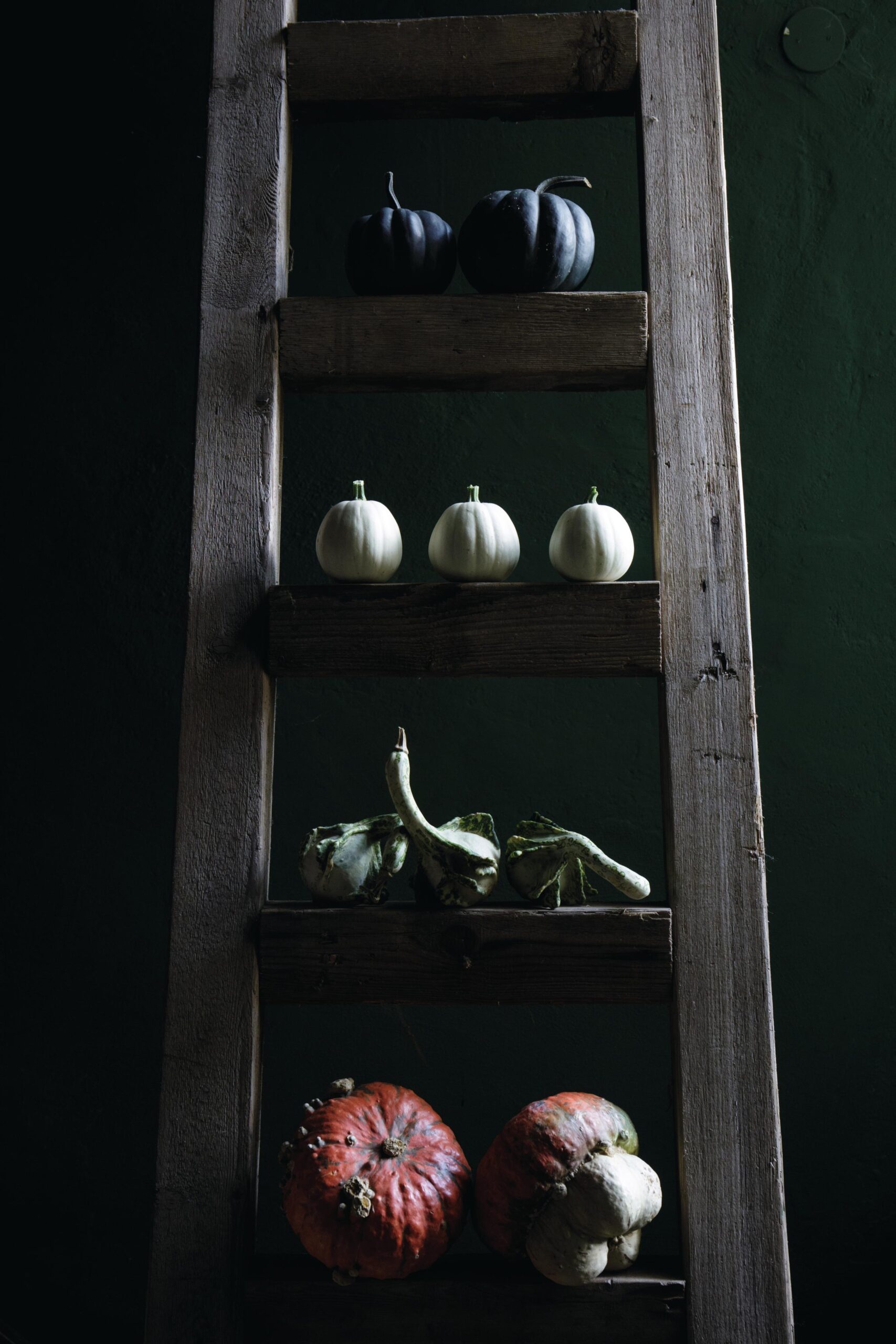 Gourds and pumpkins