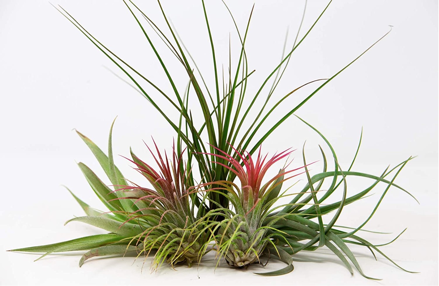 Unusual house plants to buy: Air plants