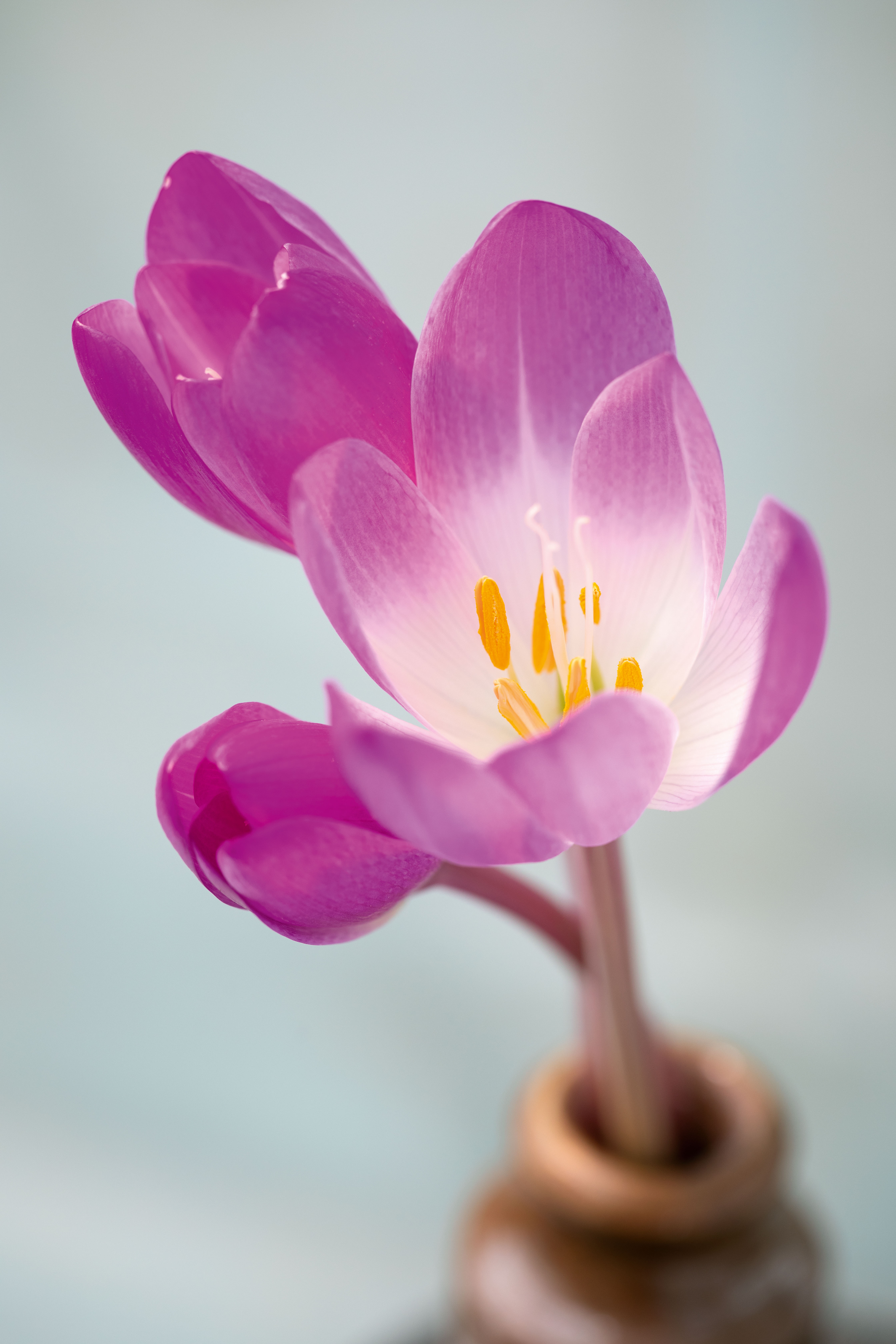 Colchicum speciosum 'Rubrum'