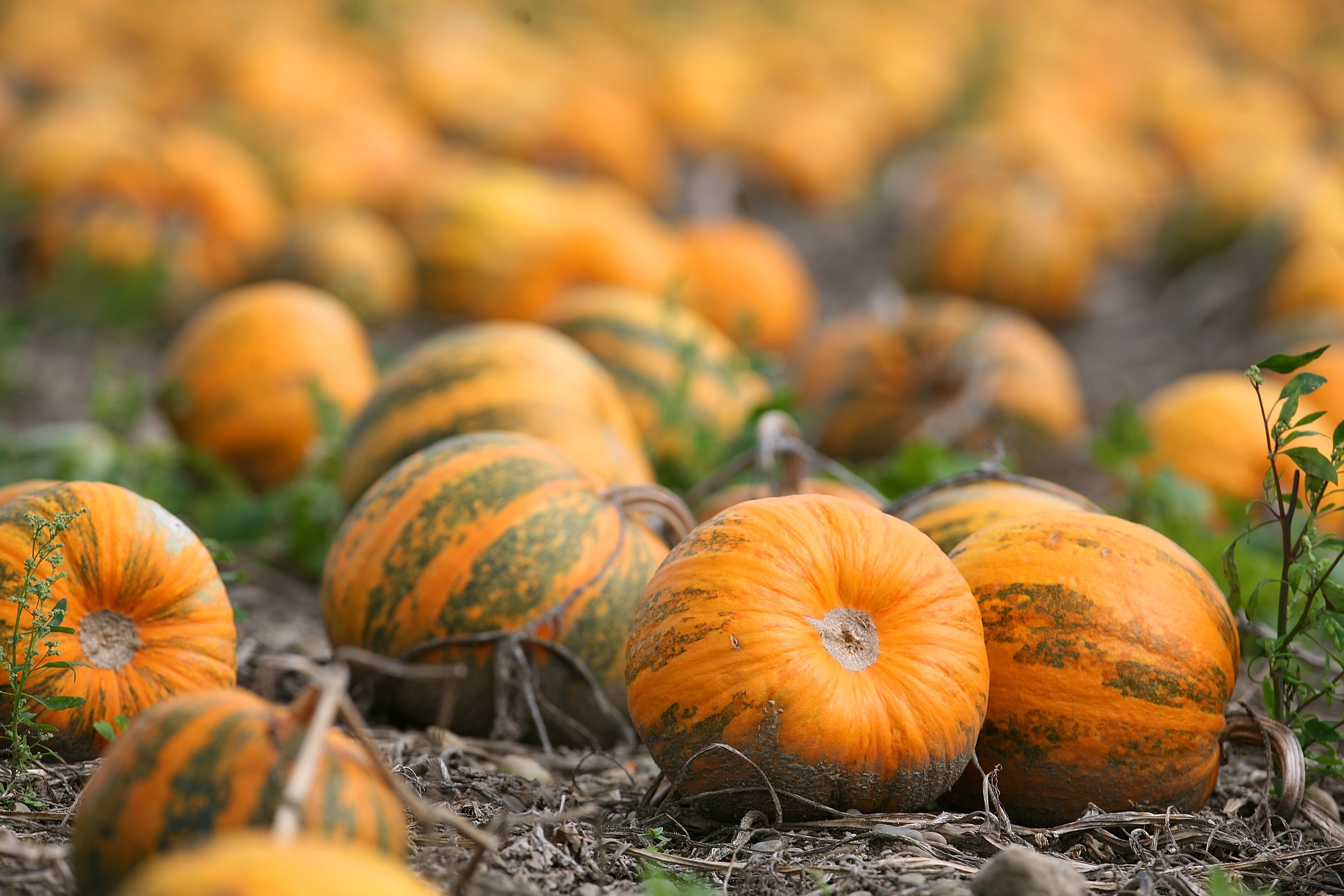 Pumpkin seed oil: Pumpkins ready for harvest