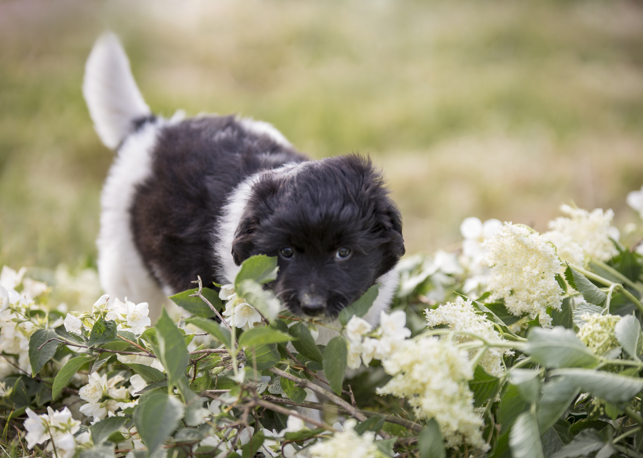 A young black and white dog cheerfully nibbles on twigs with jasmine flowers