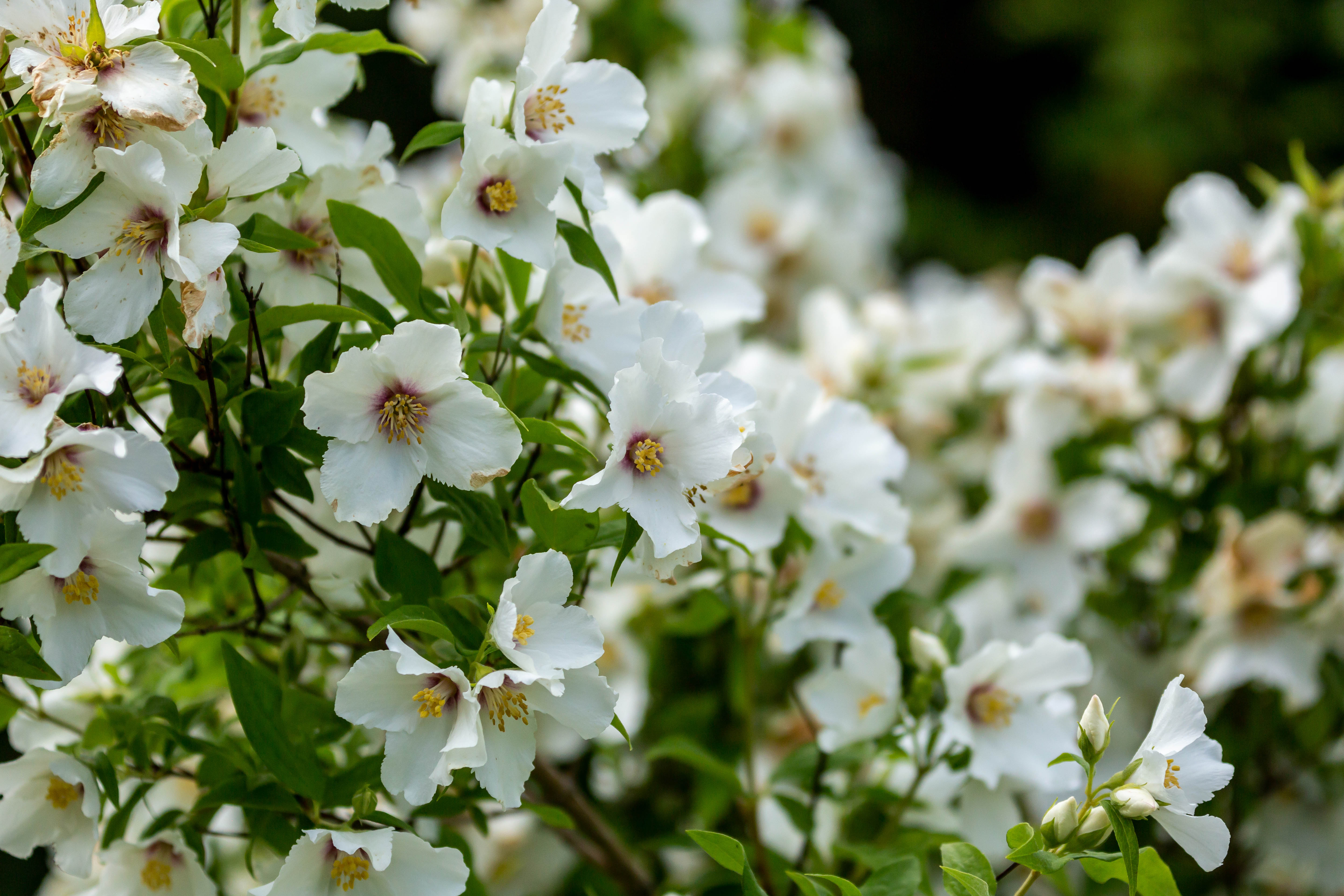 Philadelphus, mock orange