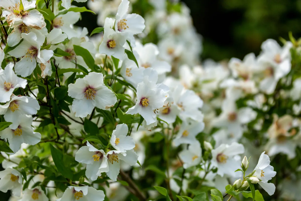 Philadelphus, mock orange