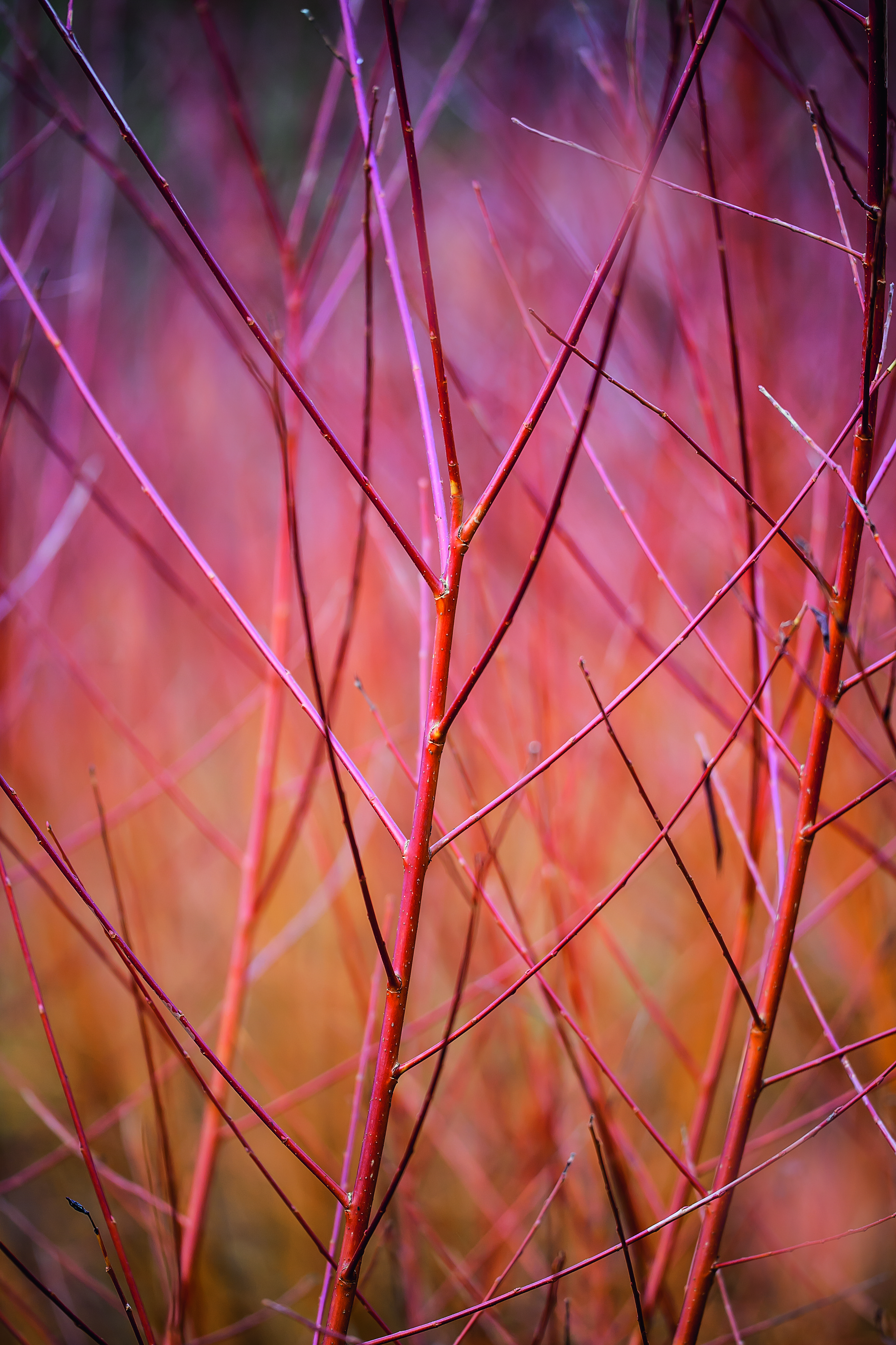 Salix alba var. vitellina 'Yelverton'