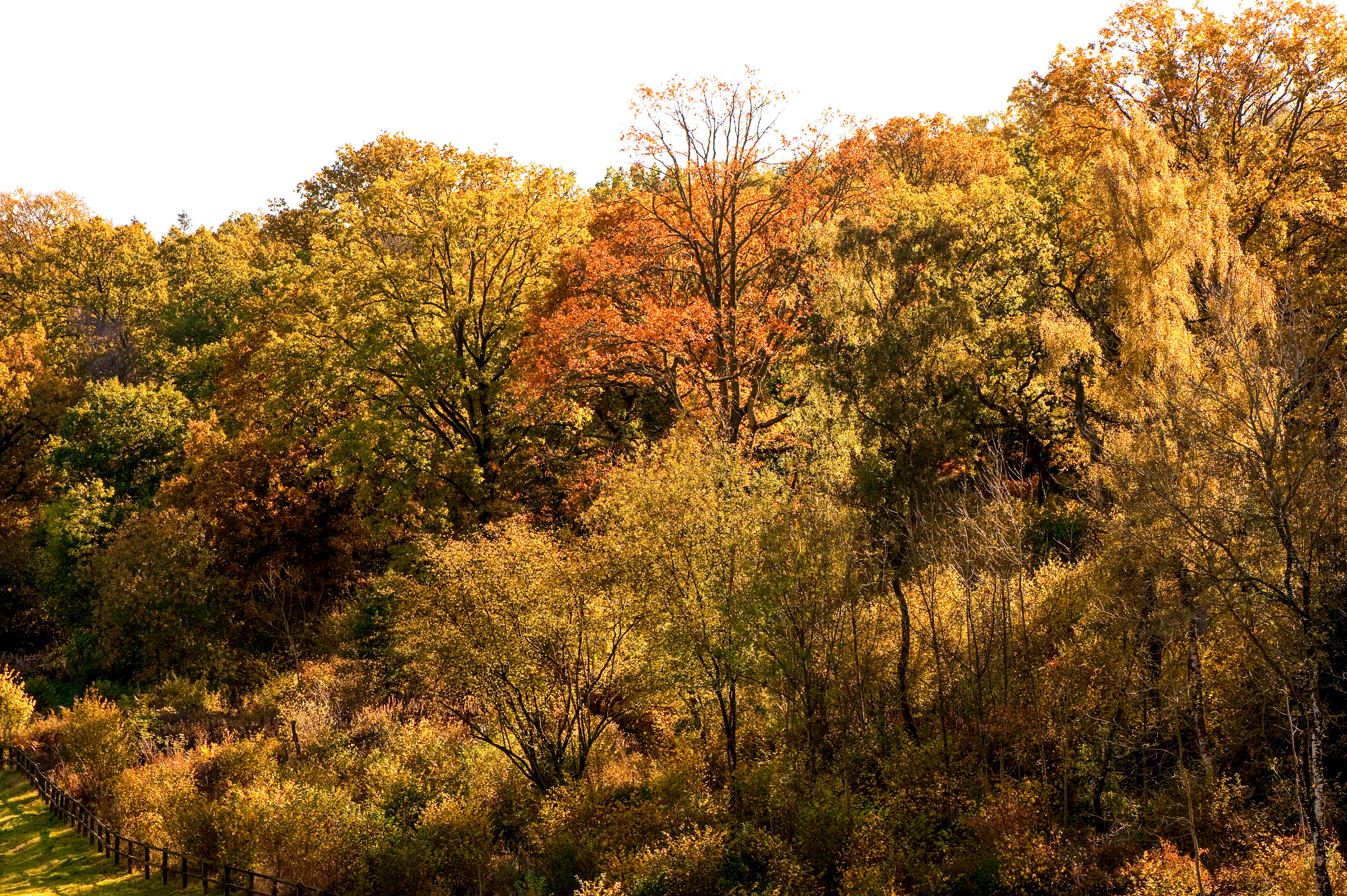 Silk Wood in autumn, Westonbirt Arboretum,