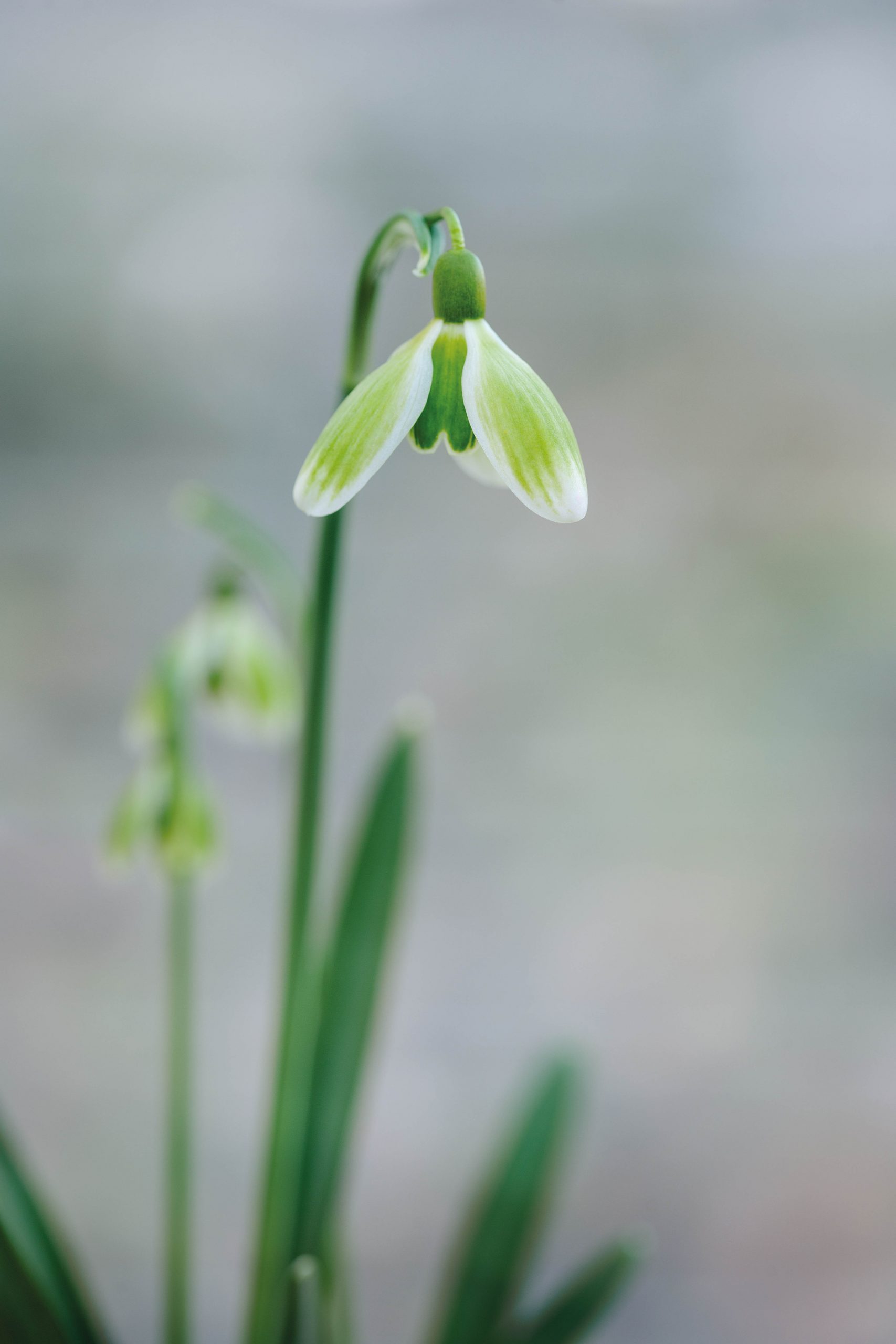 Galanthus nivalis ‘Green Tear’