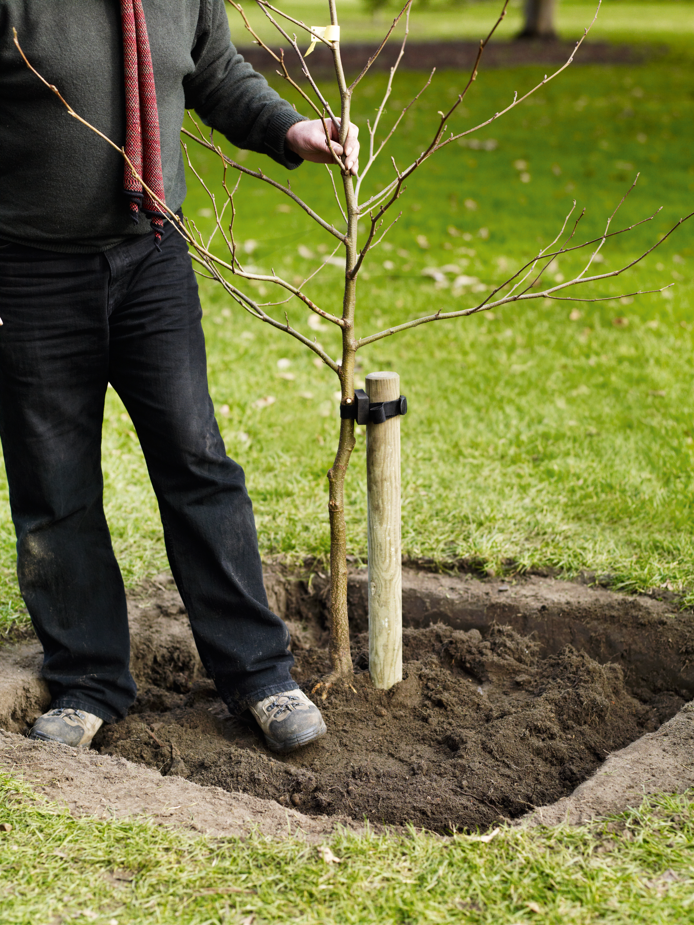 Where support is needed, use a single round, wooden stake.