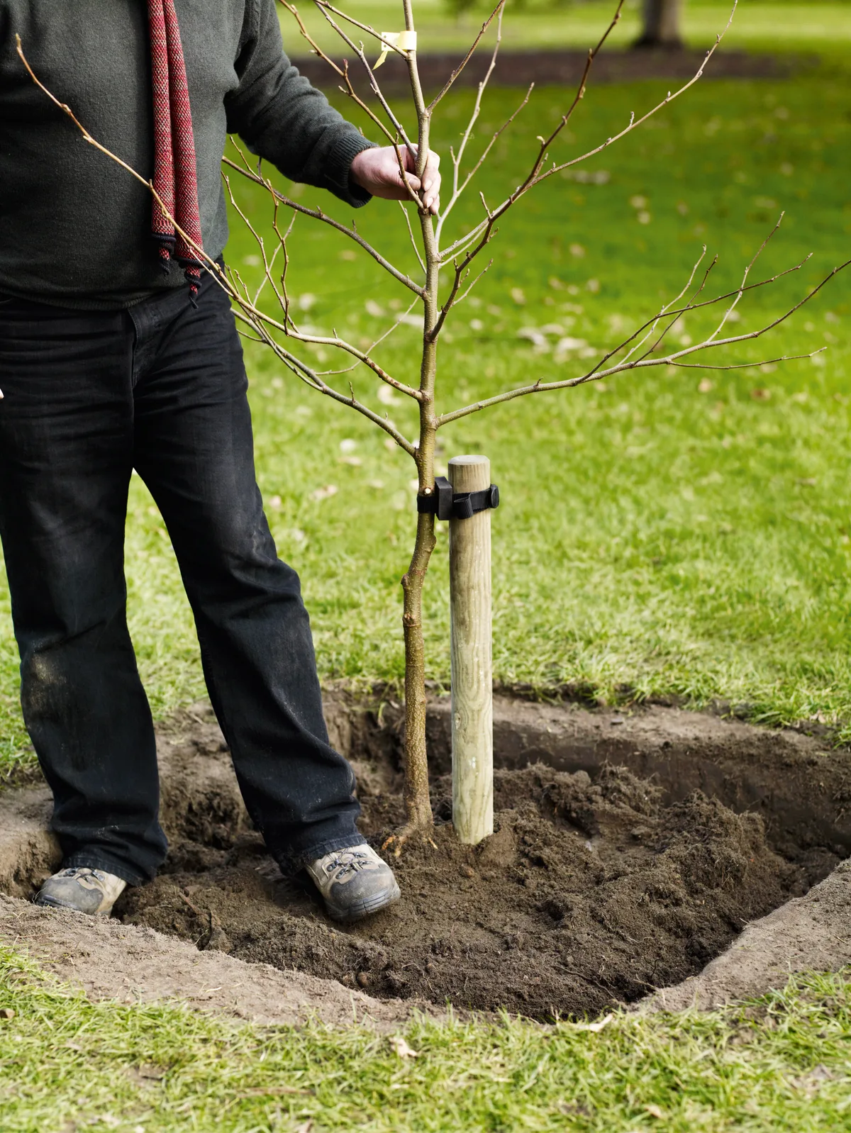 Where support is needed, use a single round, wooden stake.