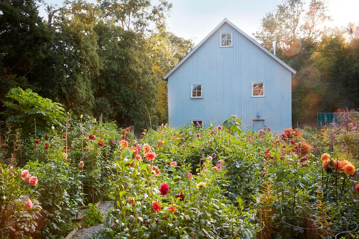 The first of Frances Palmer’s two cutting gardens, which spills on to a repurposed tennis court, housing over 500 dahlias between them. The studio barn was built around salvaged beams from a local 1790s house.