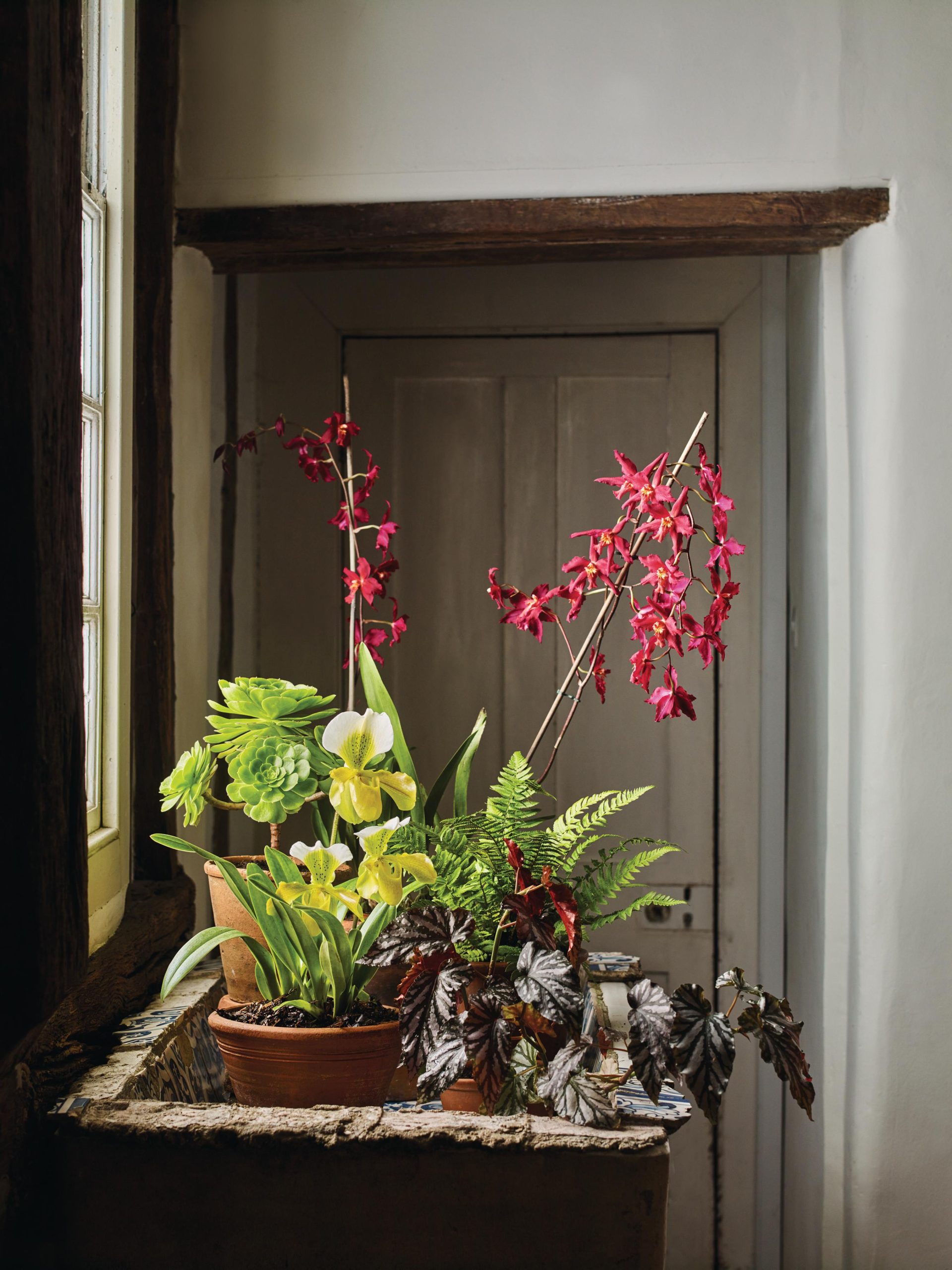 Plants in pots