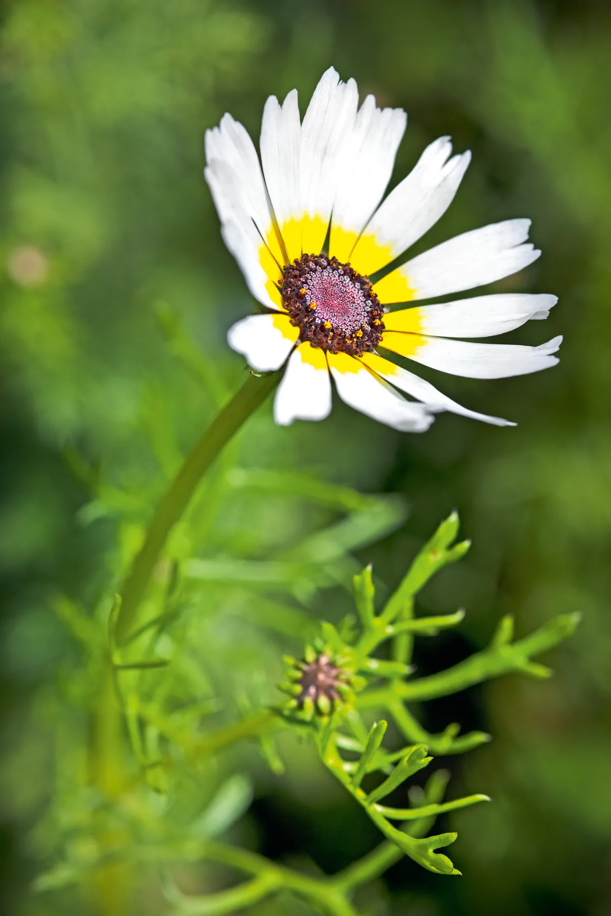 Chrysanthemum carinatum 'Polar Star' (Hardy Annual)