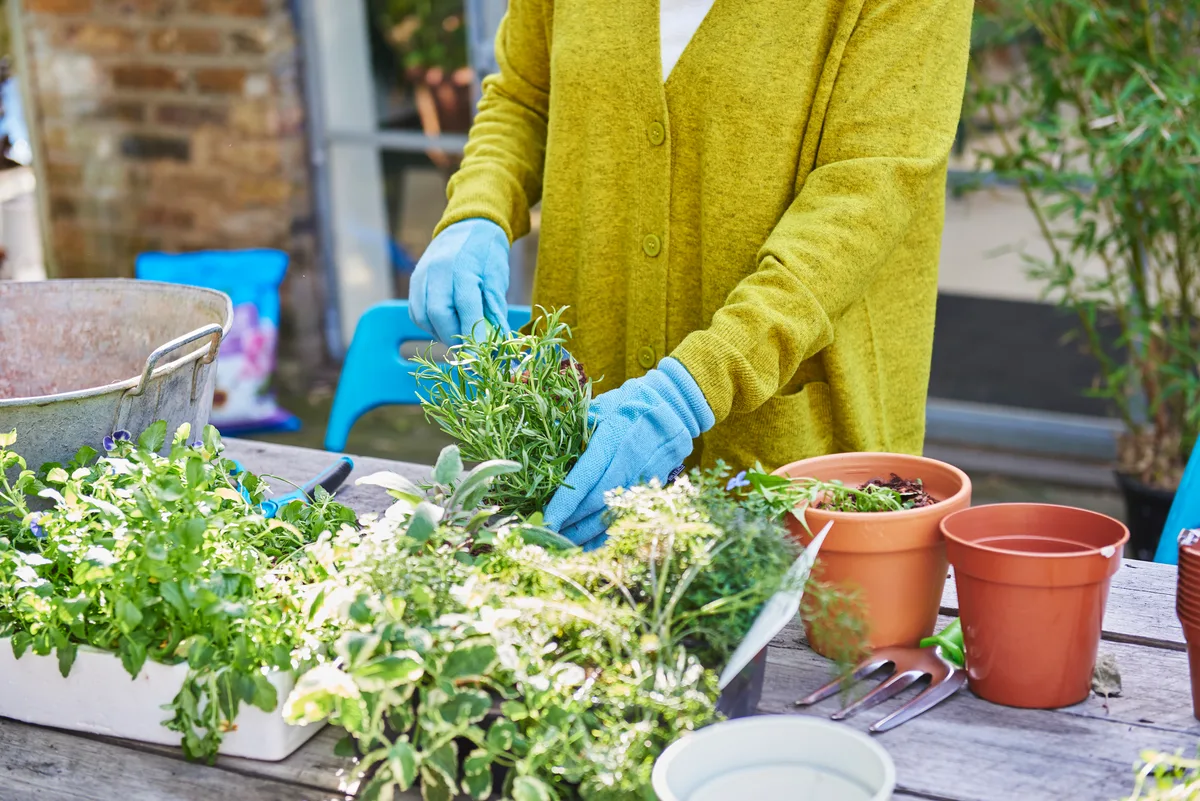 Woman gardening and potting plants