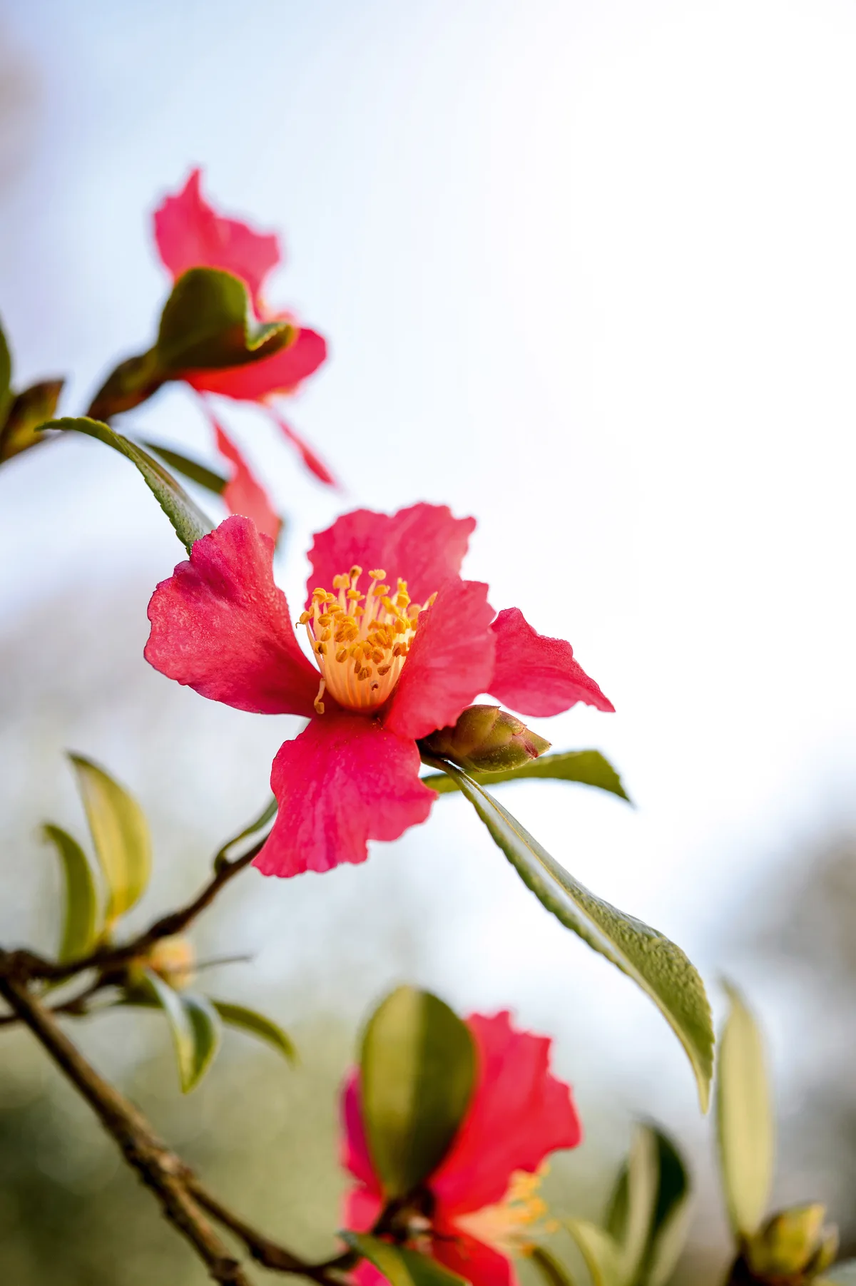 December flowers: Camellia sasanqua 'Crimson King'