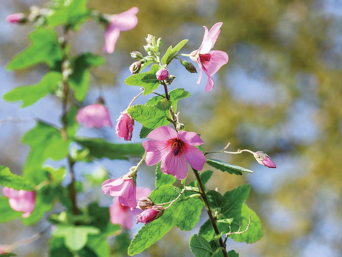 Anisodontea 'El Rayo'