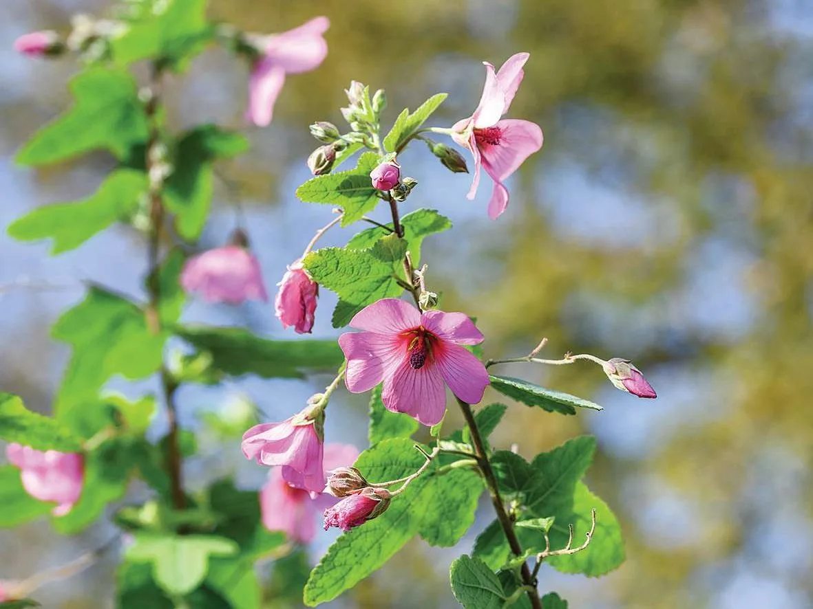 Anisodontea ‘El Rayo’ Anisodontea 'El Rayo'