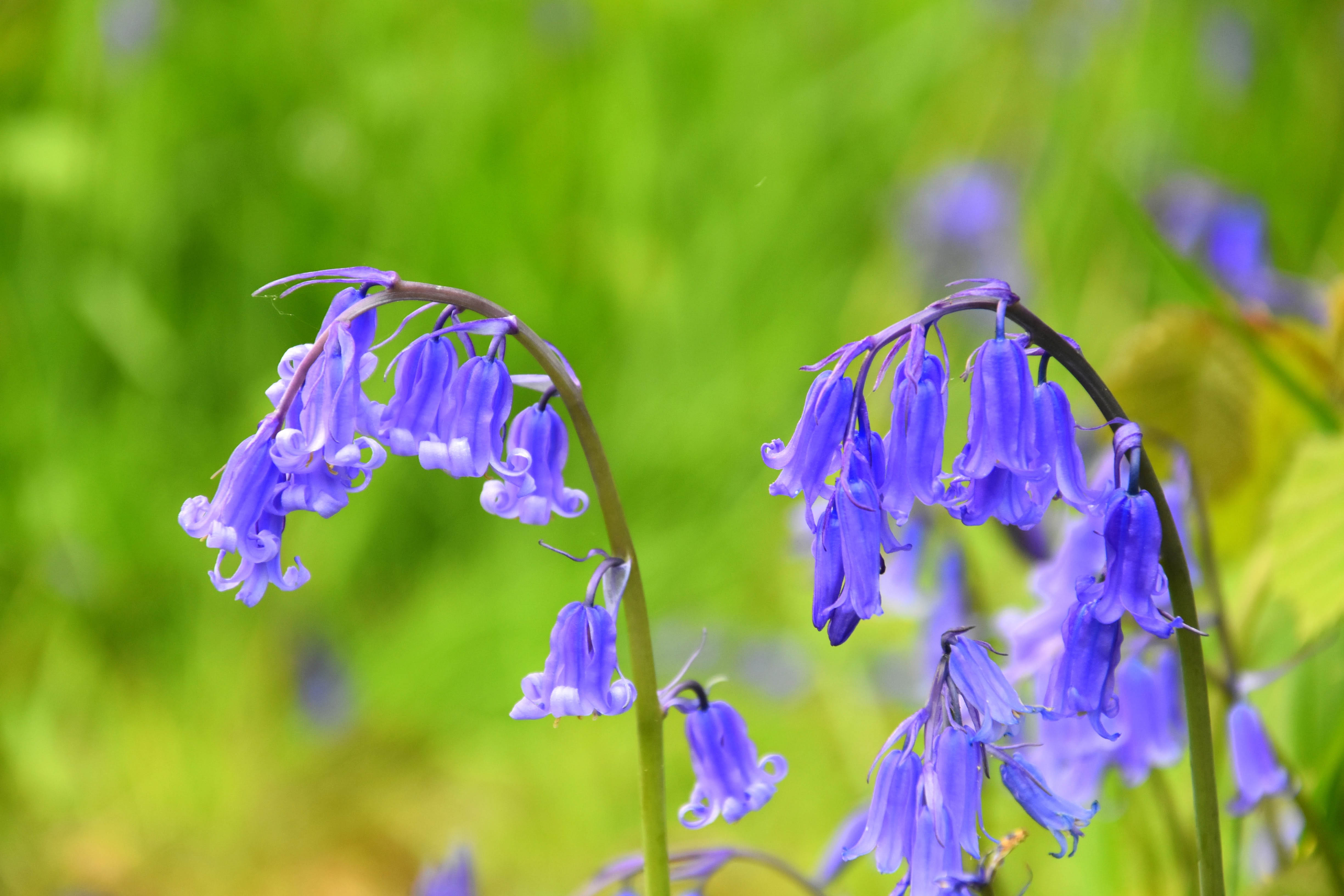 English bluebells