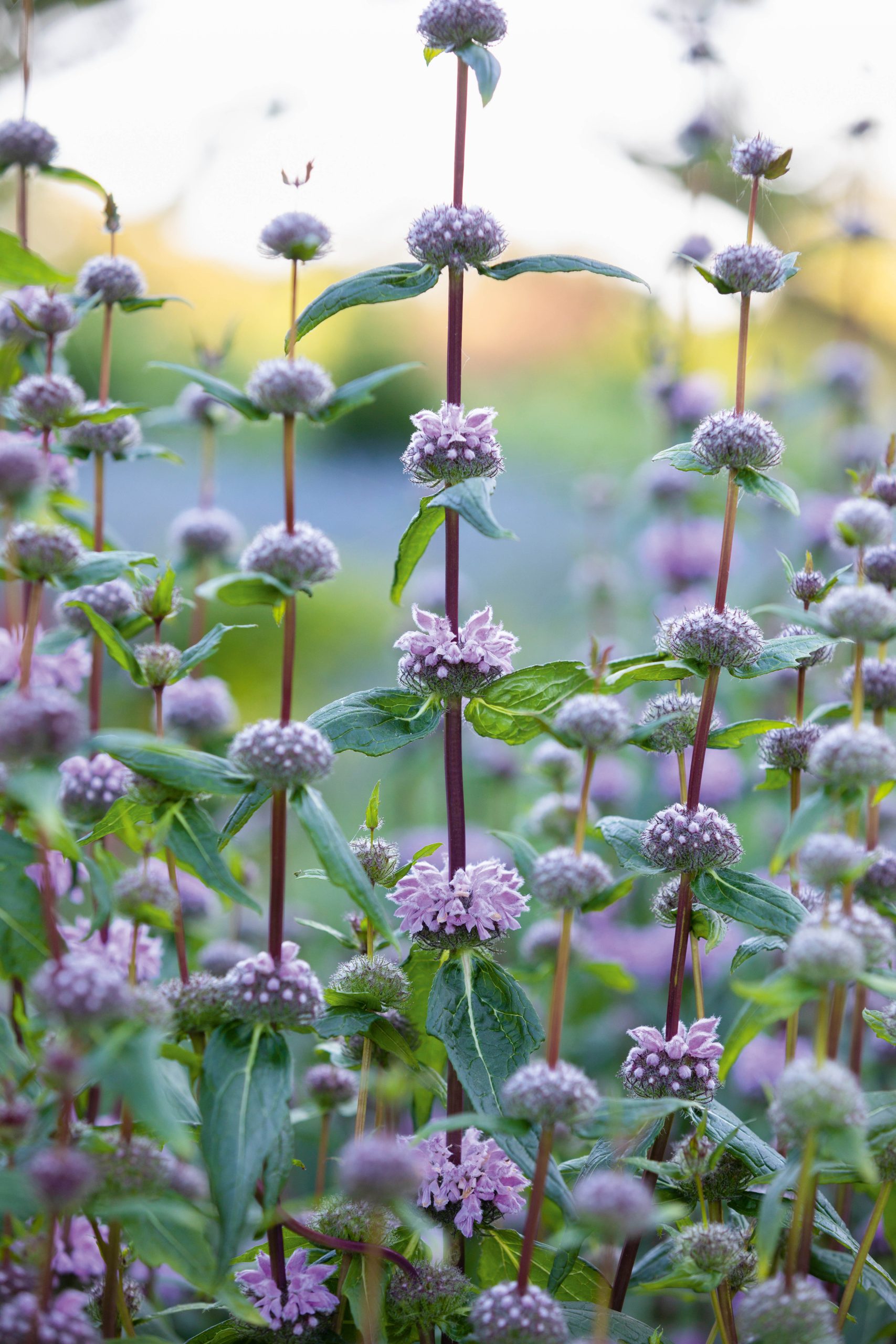 Phlomis tuberosa ‘Amazone’