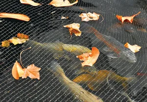 fishinpond Fish in a pond under netting
