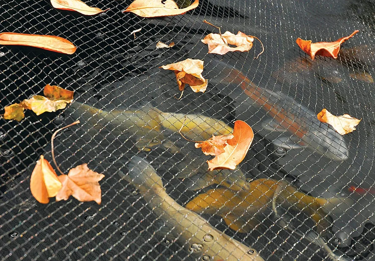 Fish in a pond under netting