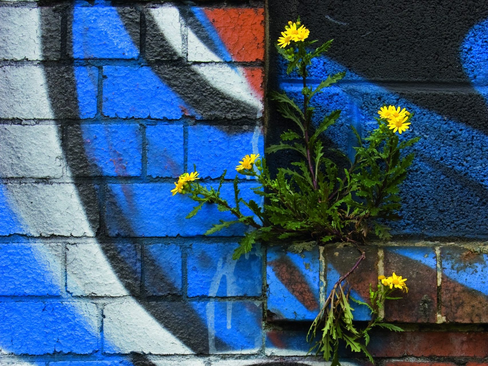 Groundsel growing out of brick wall covered in colourful graffiti, Bristol, UK © MICHAEL HUTCHINSON / NATURE PICTURE LIBRARY