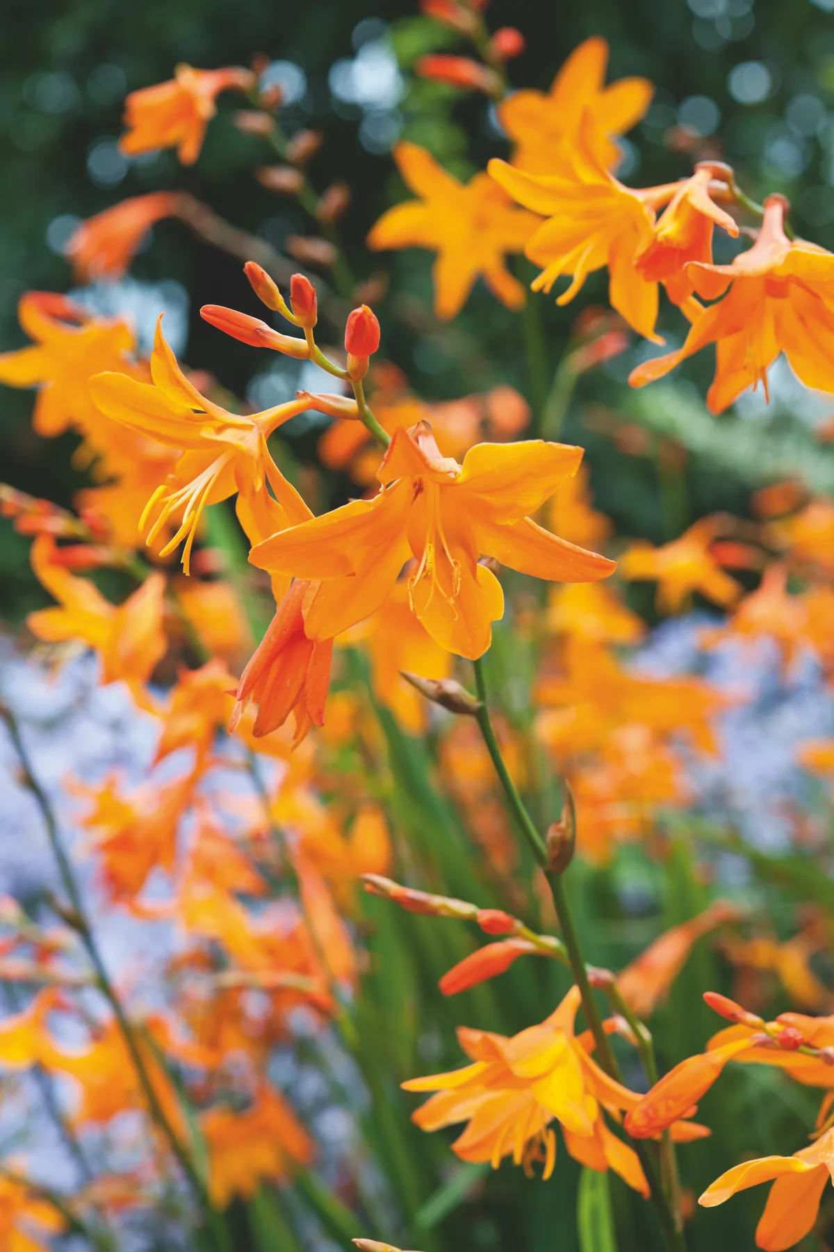 Autumn flowers: Crocosmia 'Star of the East'.
