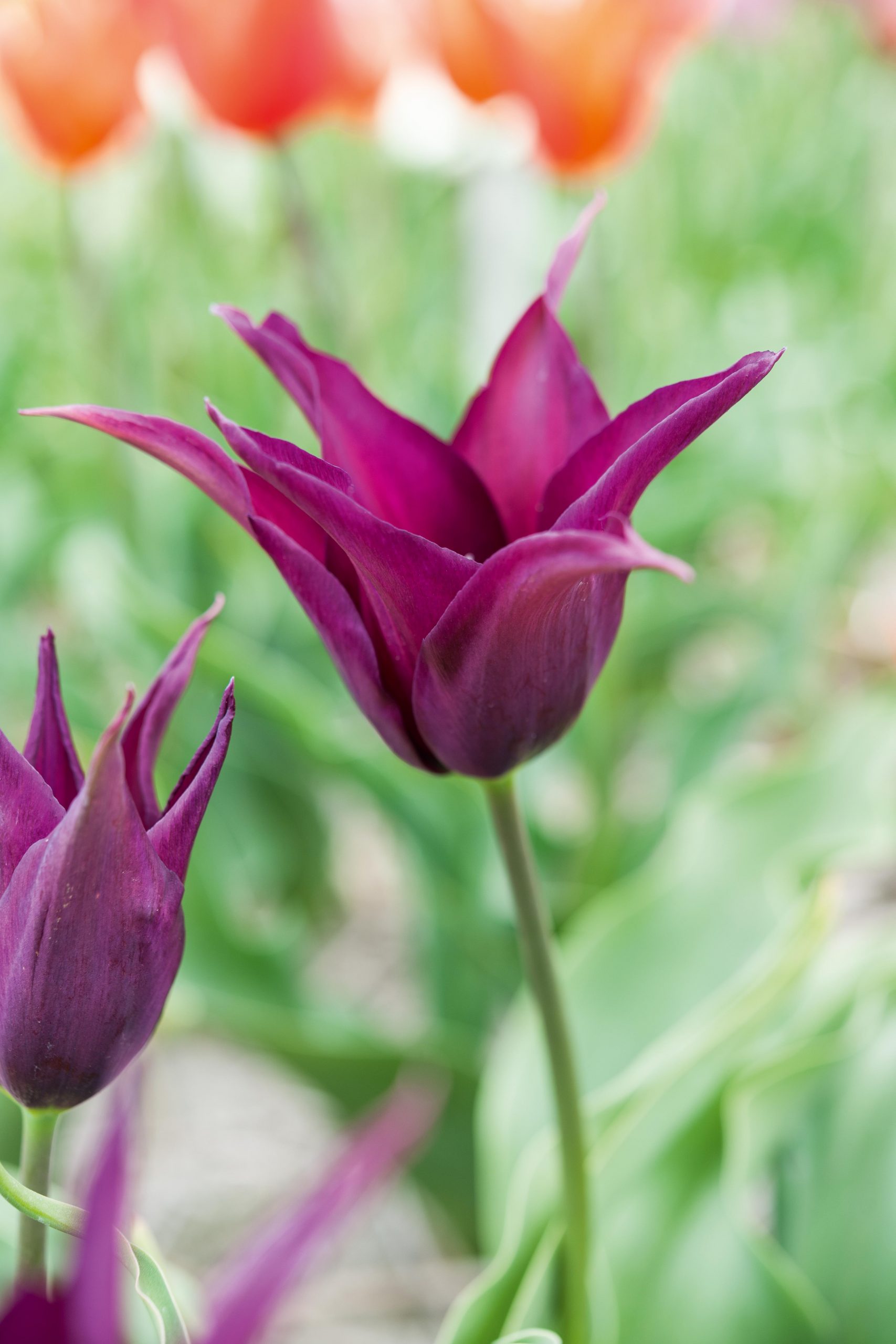 Tulipa Burgundy