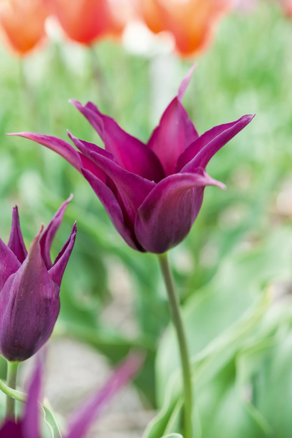 Tulipa Burgundy
