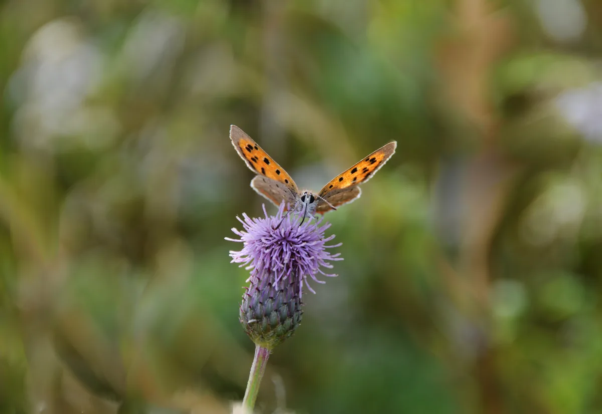 A small copper butterfly taking a drink of nectar from a thistle head flower, summer days.