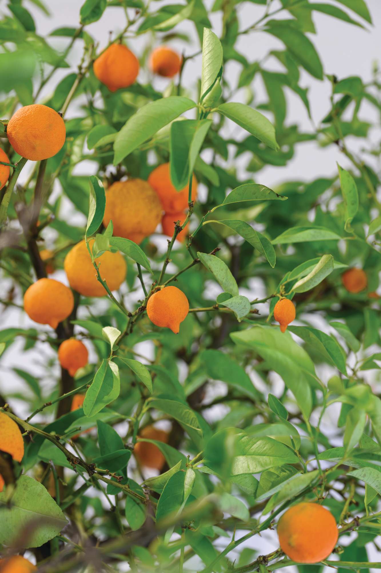 Citrus x taitensis
