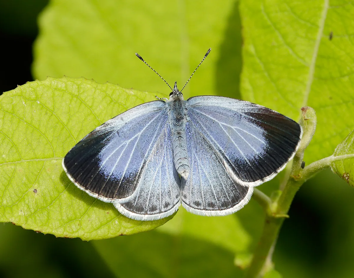 Holly Blue Celastrina argiolus