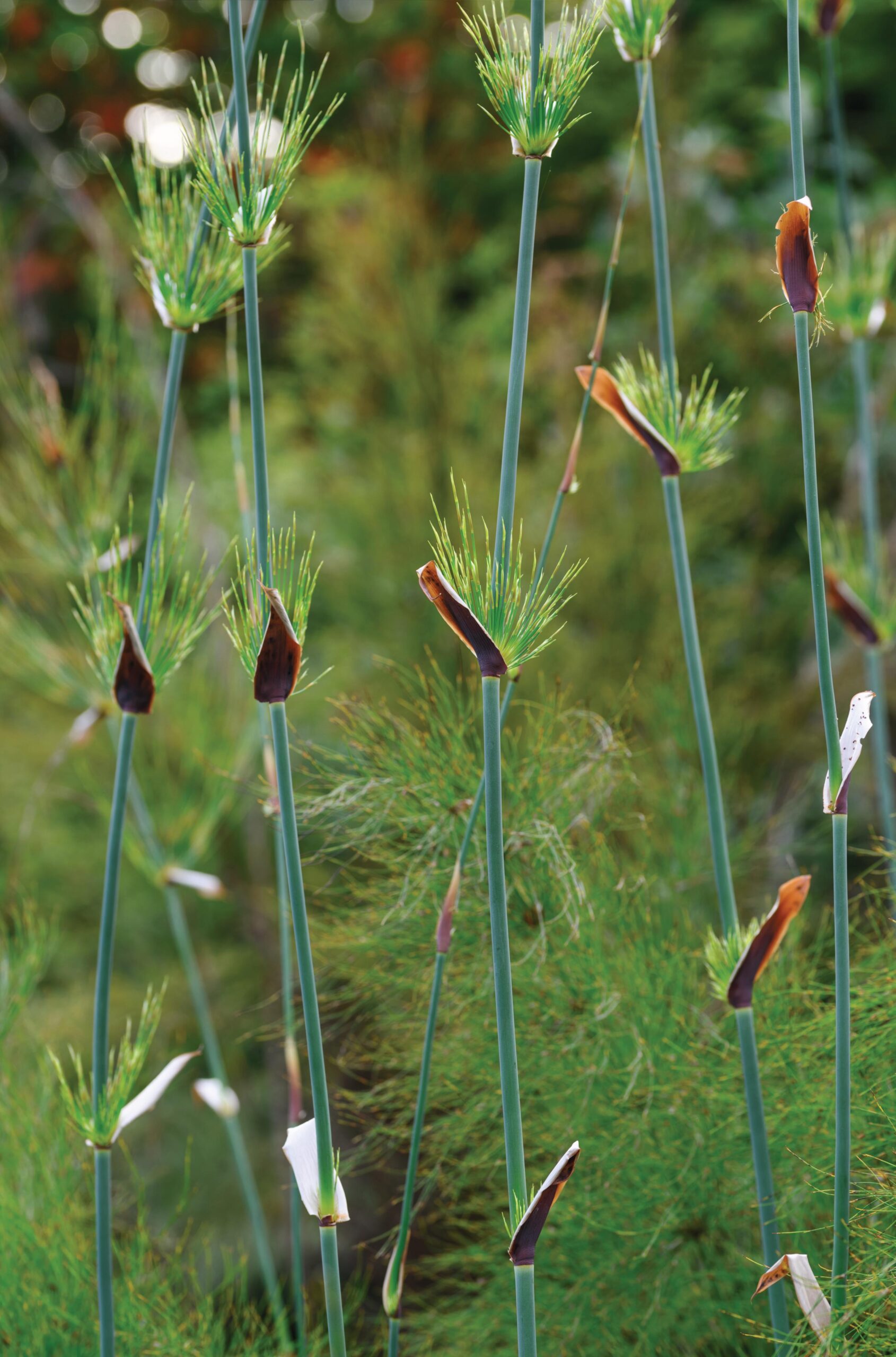 Elegia capensis - restios, a great alternative to bamboo