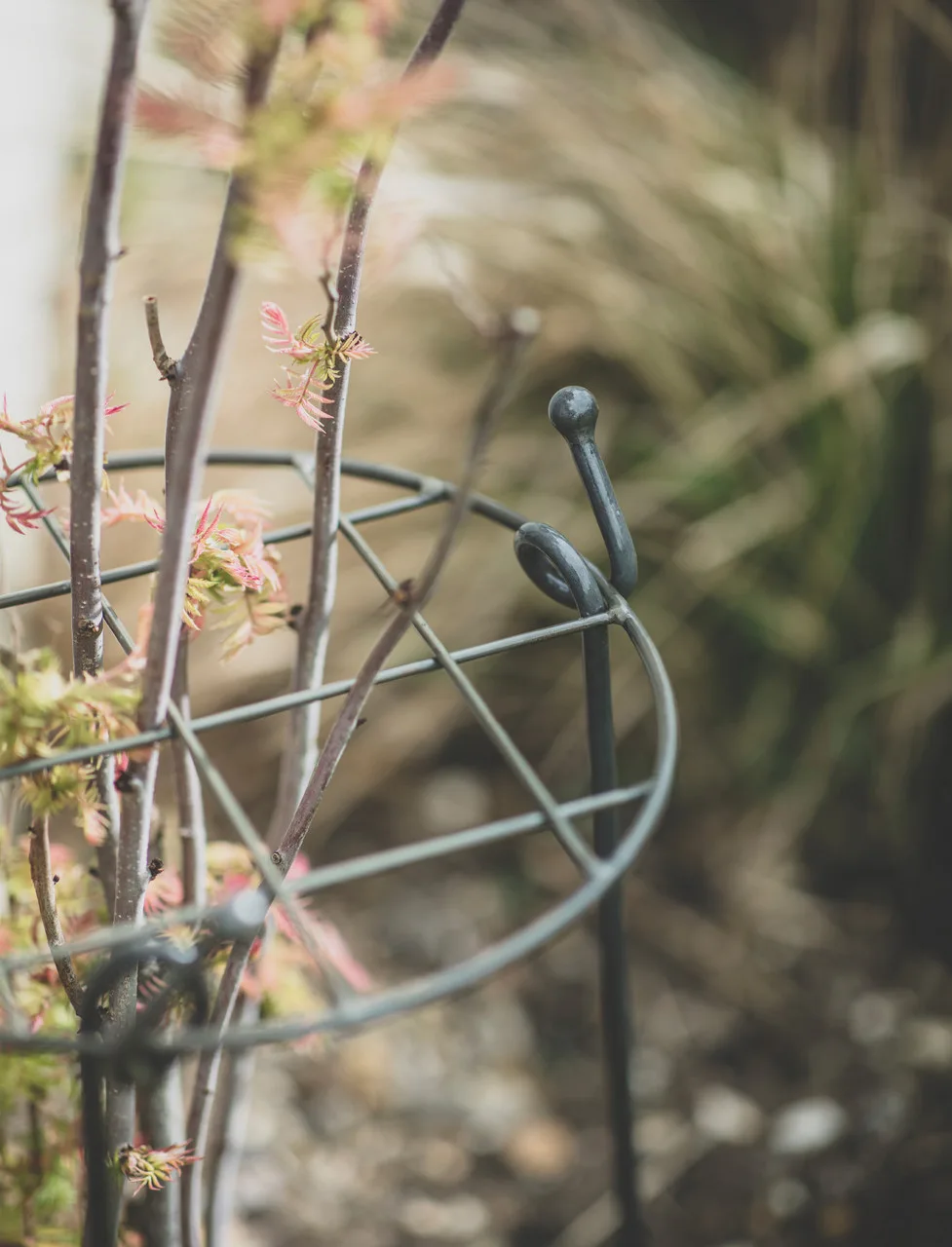 Charlbury Grow Through Plant Support in a garden