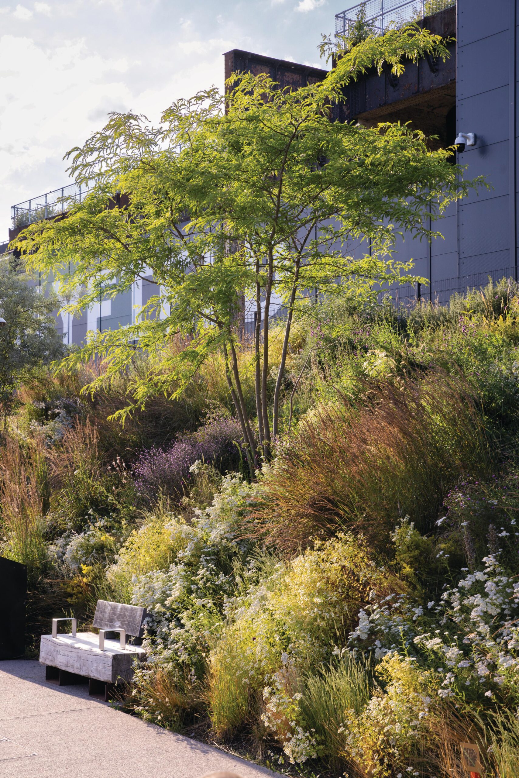 Seating is dotted all over the park. This bench sits under a multi-stemmed Gleditsia triacanthos f. inermis surrounded by mounds of perennials and grasses