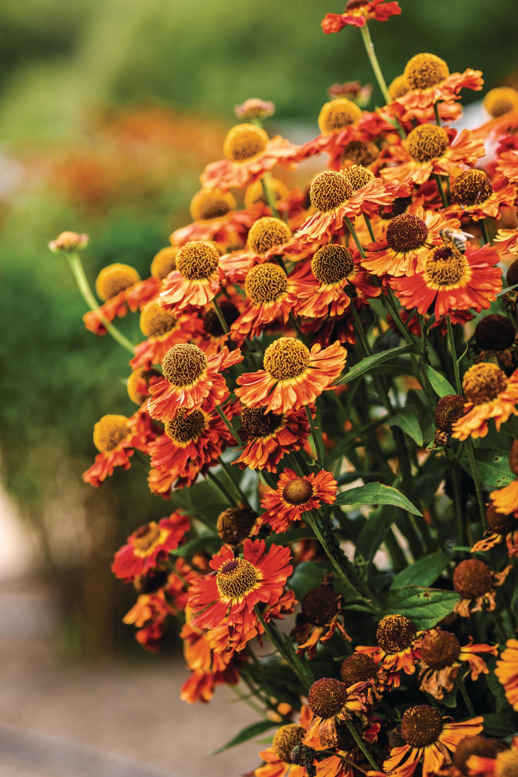 Orange flowers