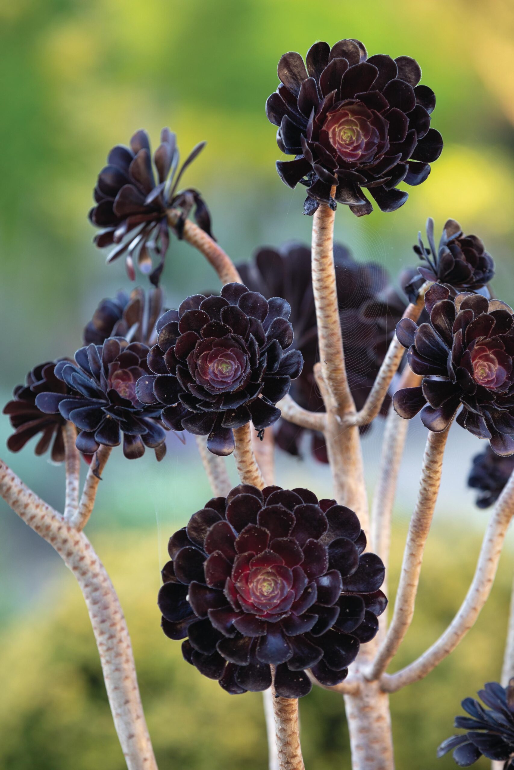 Aeonium ‘Zwartkop’