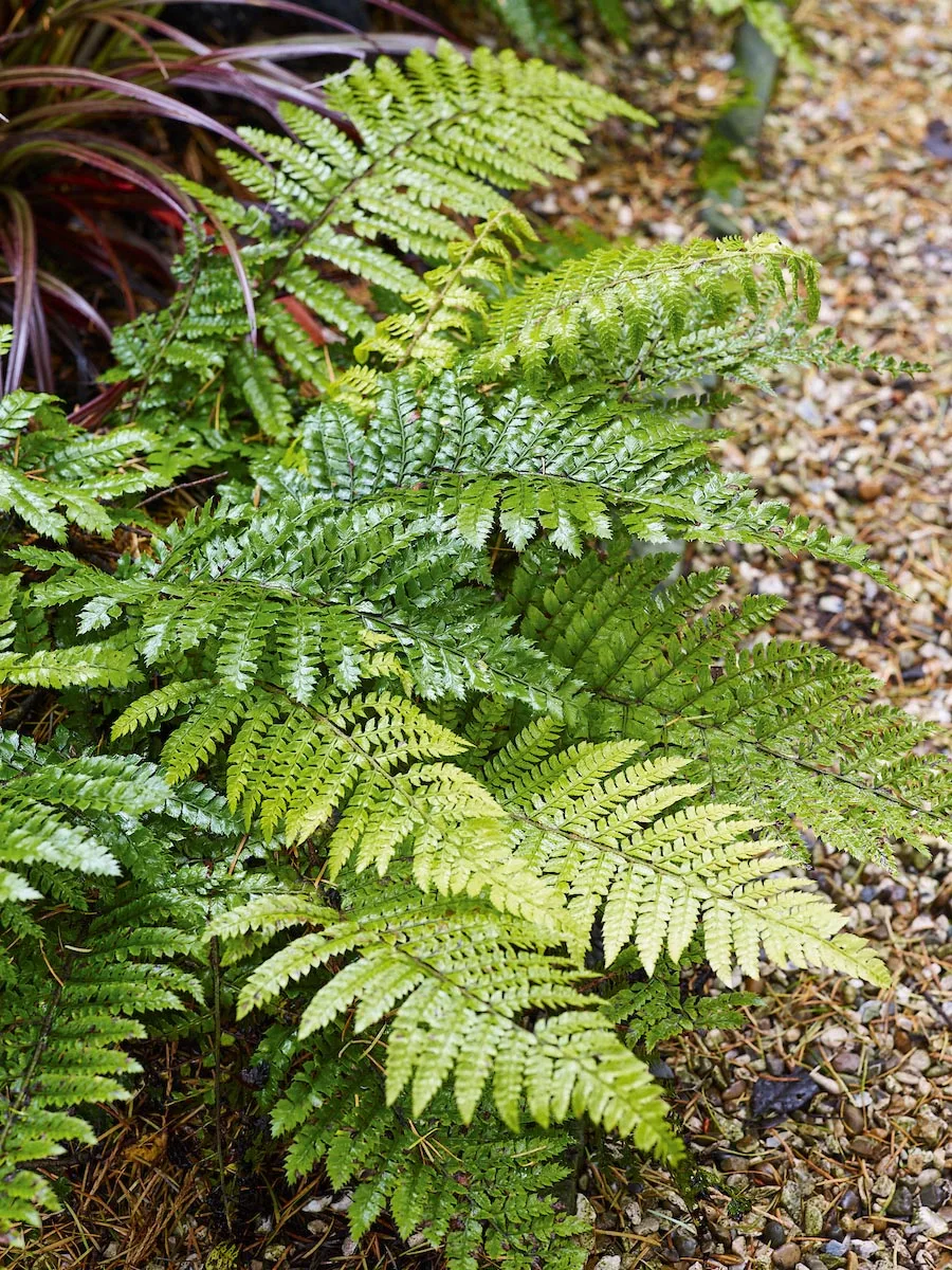 Propagating ferns: how to grow ferns
