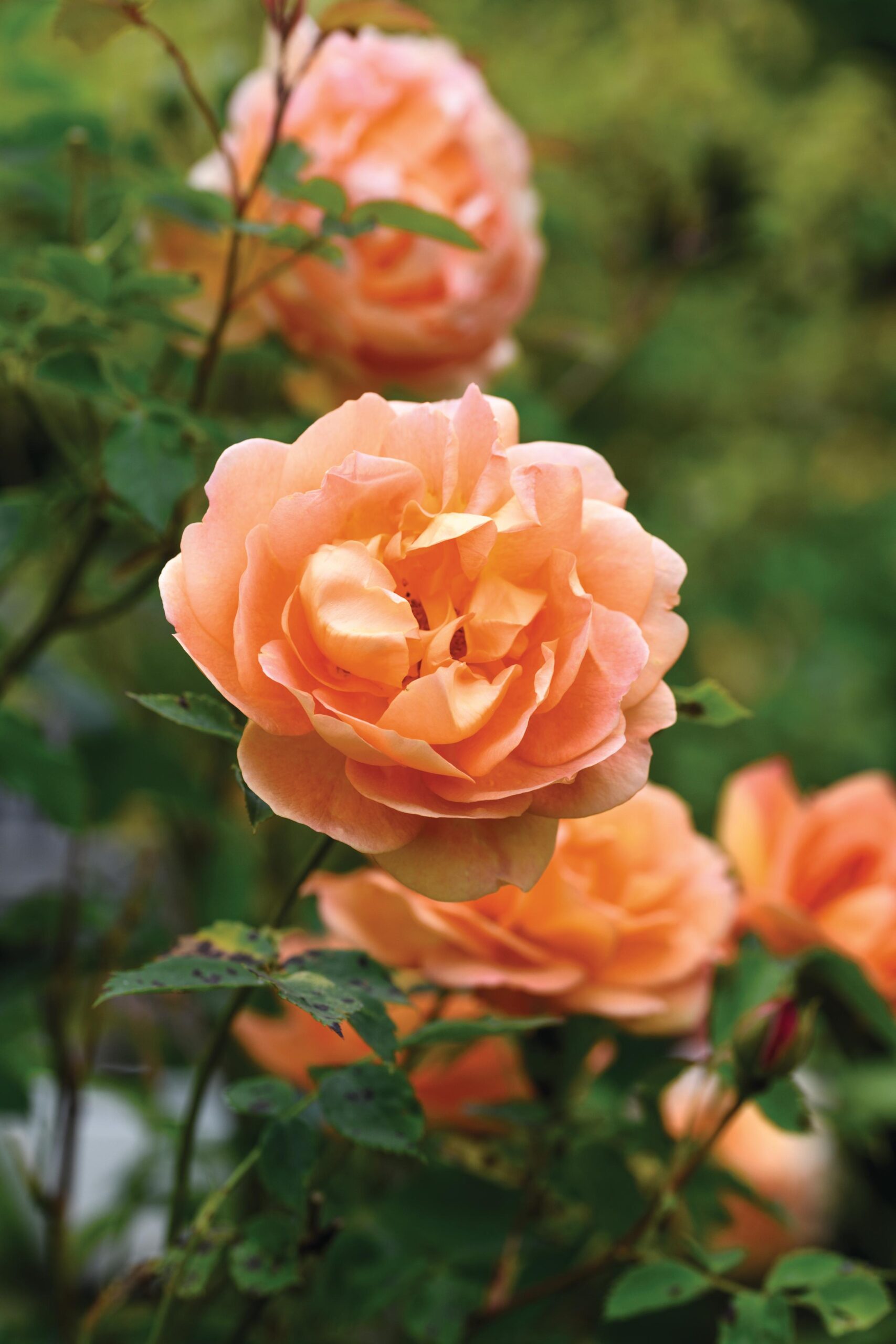 Rosa Lady of Shalott (= ‘Ausnys’) One of the best English shrub roses with large apricot-orange blooms that are produced very freely. 1.5m x 1.5m (can also grow as a climber to more like 3m). AGM*. RHS H6, USDA 5a-9b.