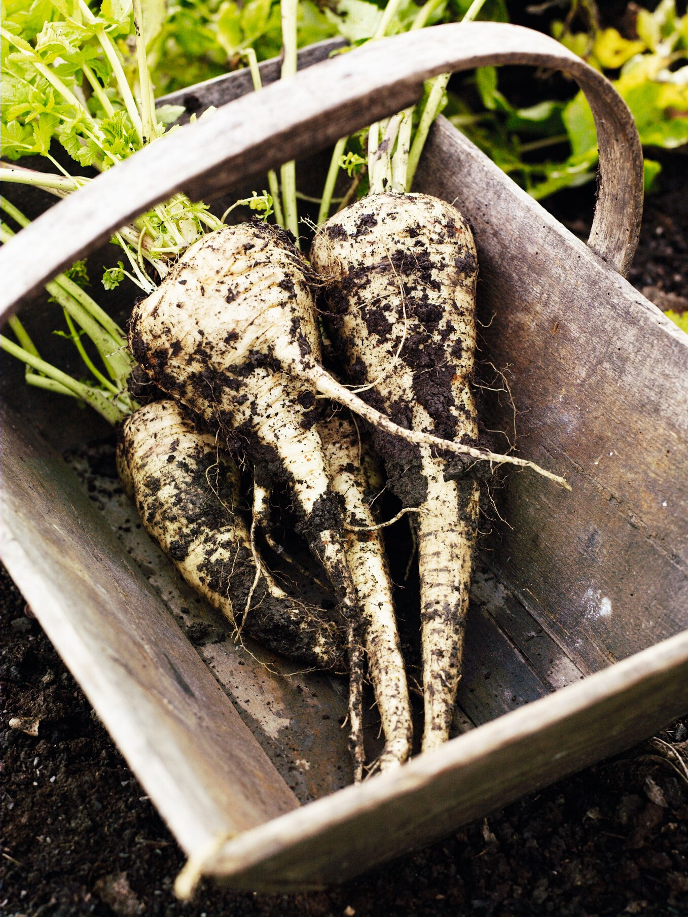Parsnip