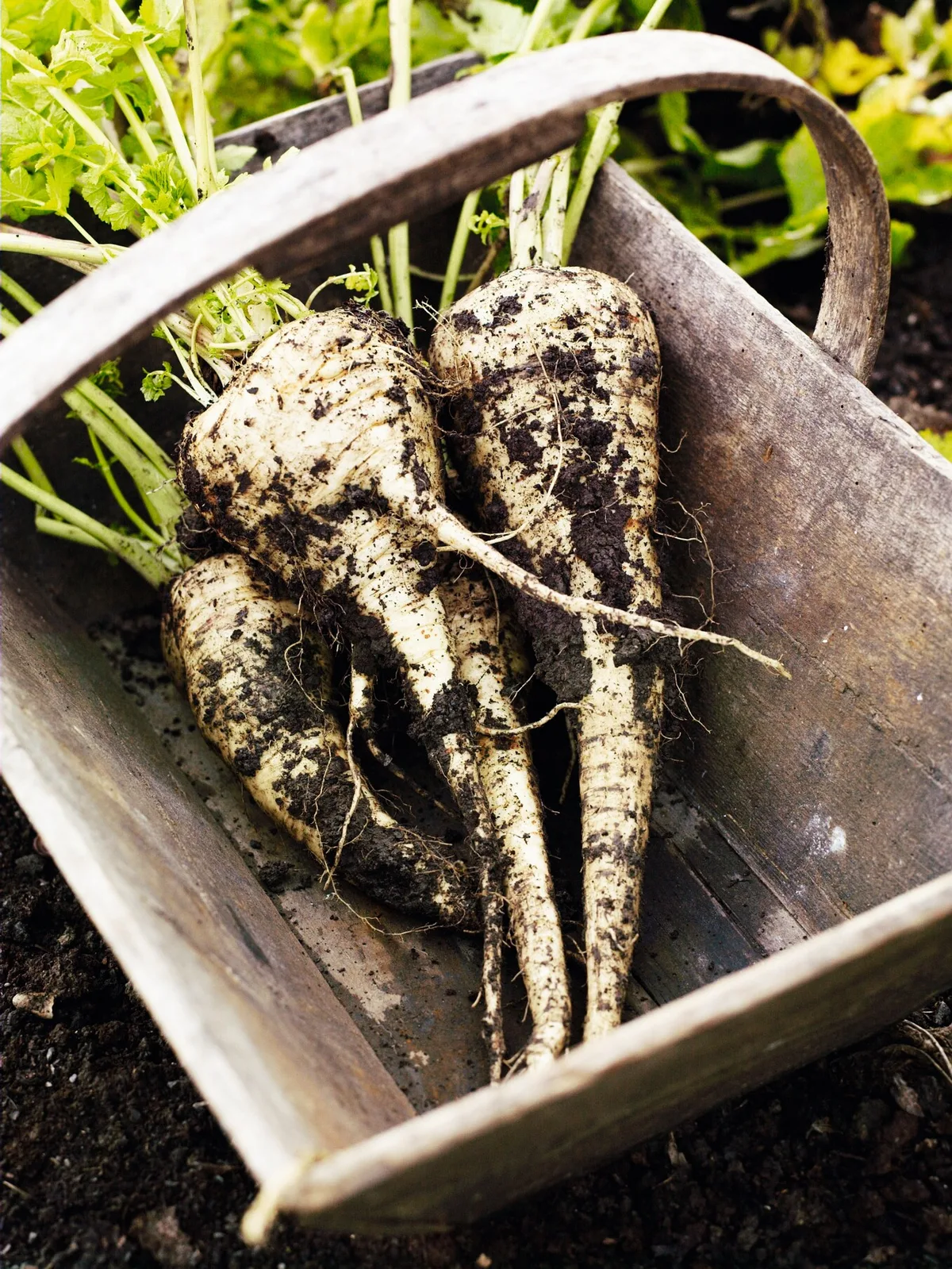 Parsnip