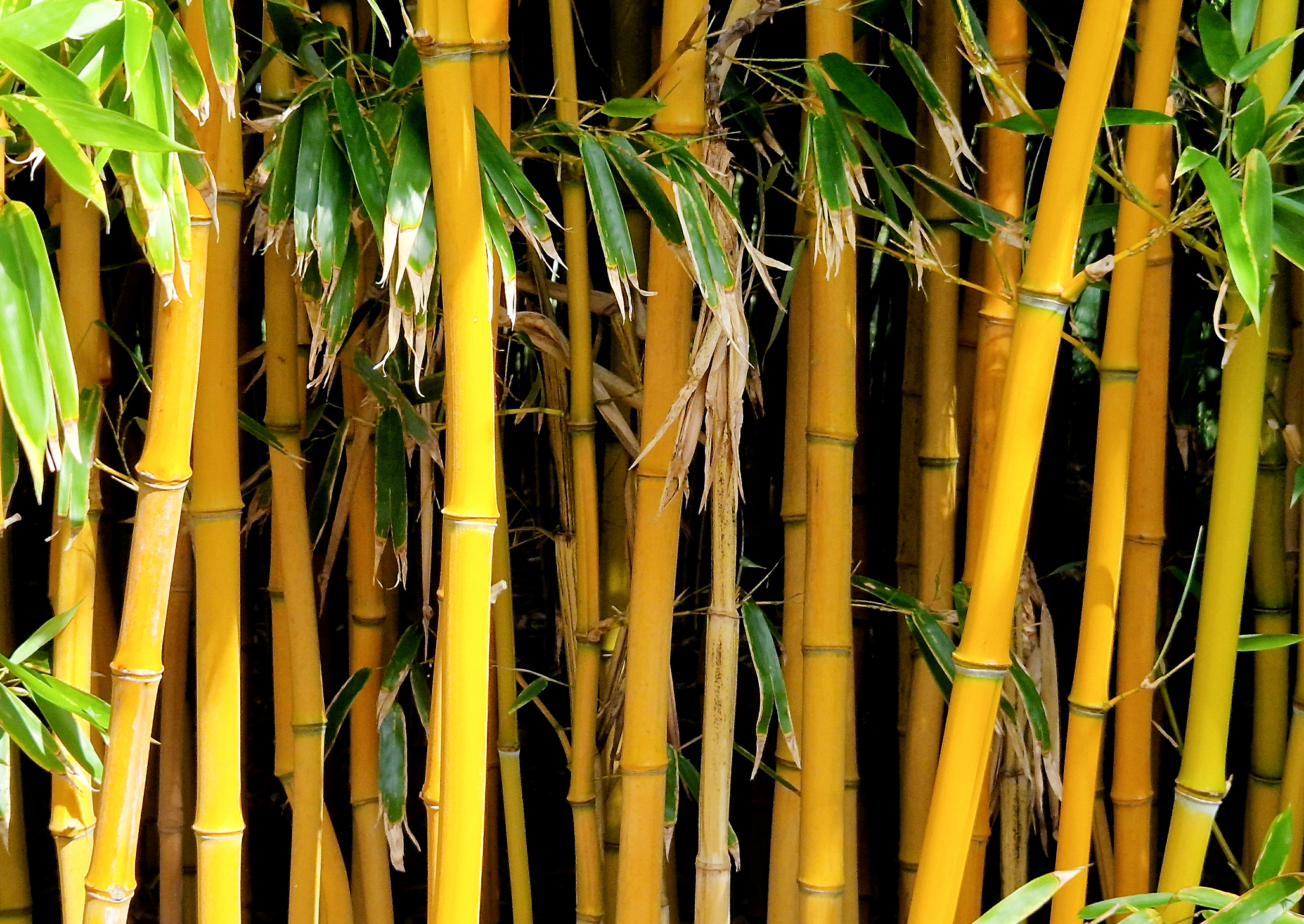 Phyllostachys aurea is one of the most invasive kinds.