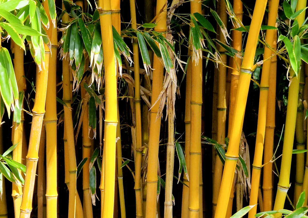 Phyllostachys aurea is one of the most invasive kinds.