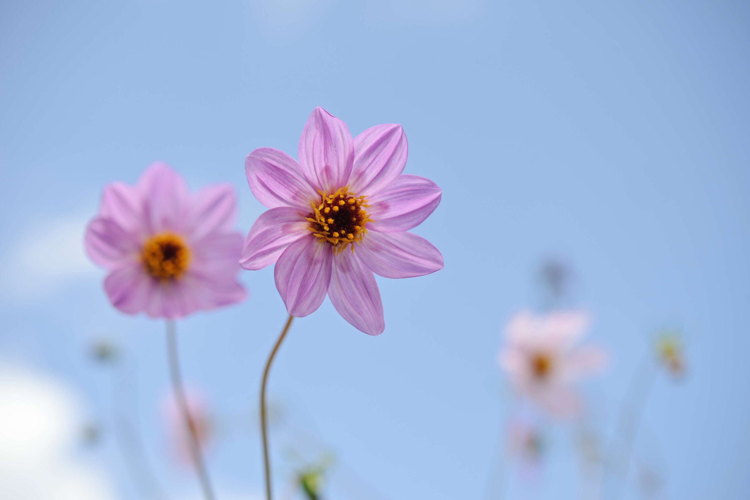 Dahlia merckii