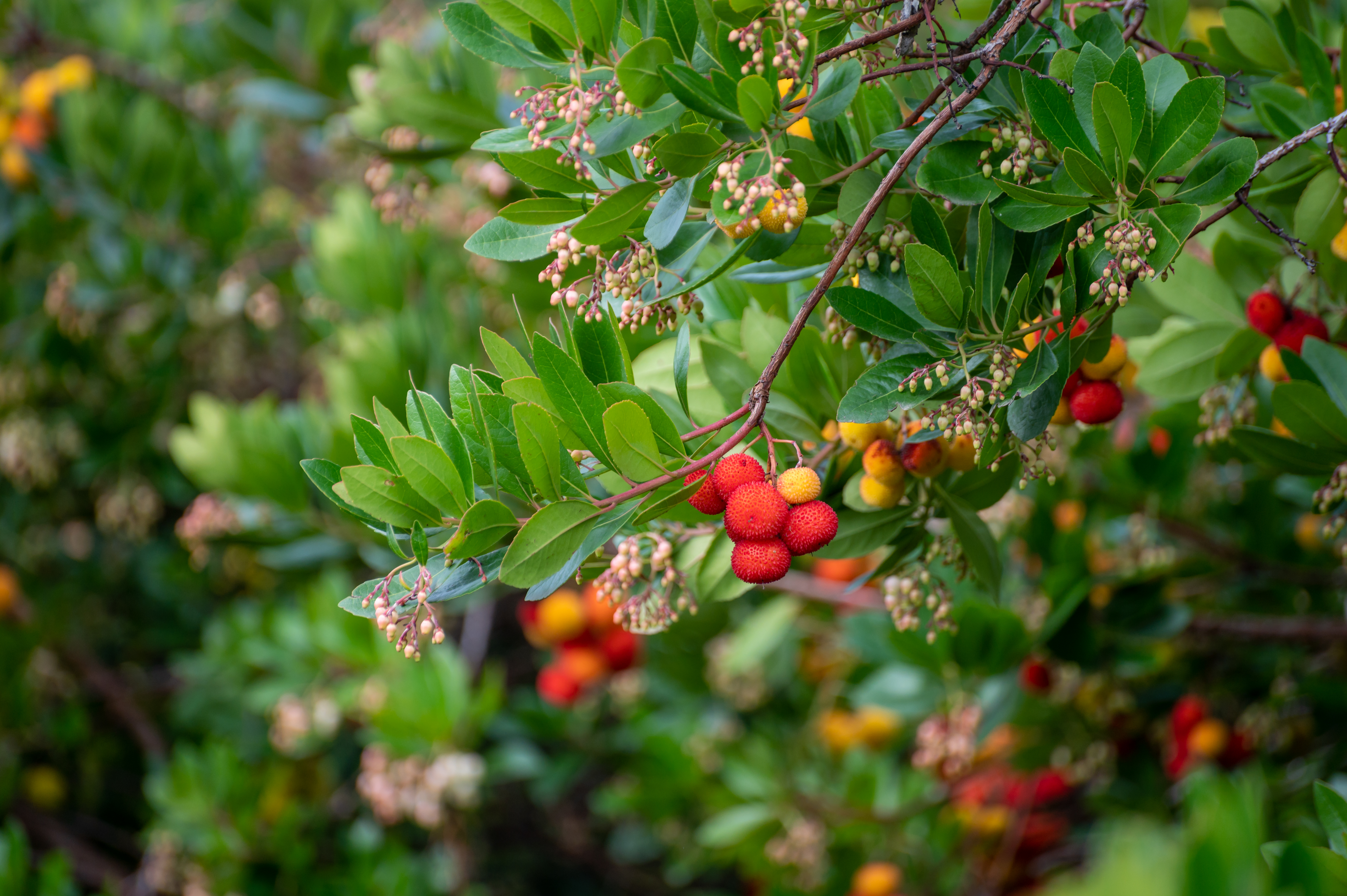 Evergreen trees; Arbutus unedo