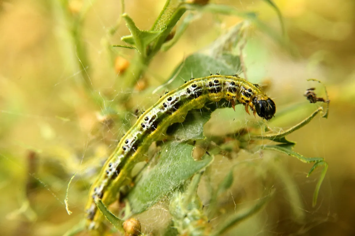 A larva of cydalima perspectalis (or box tree moth)