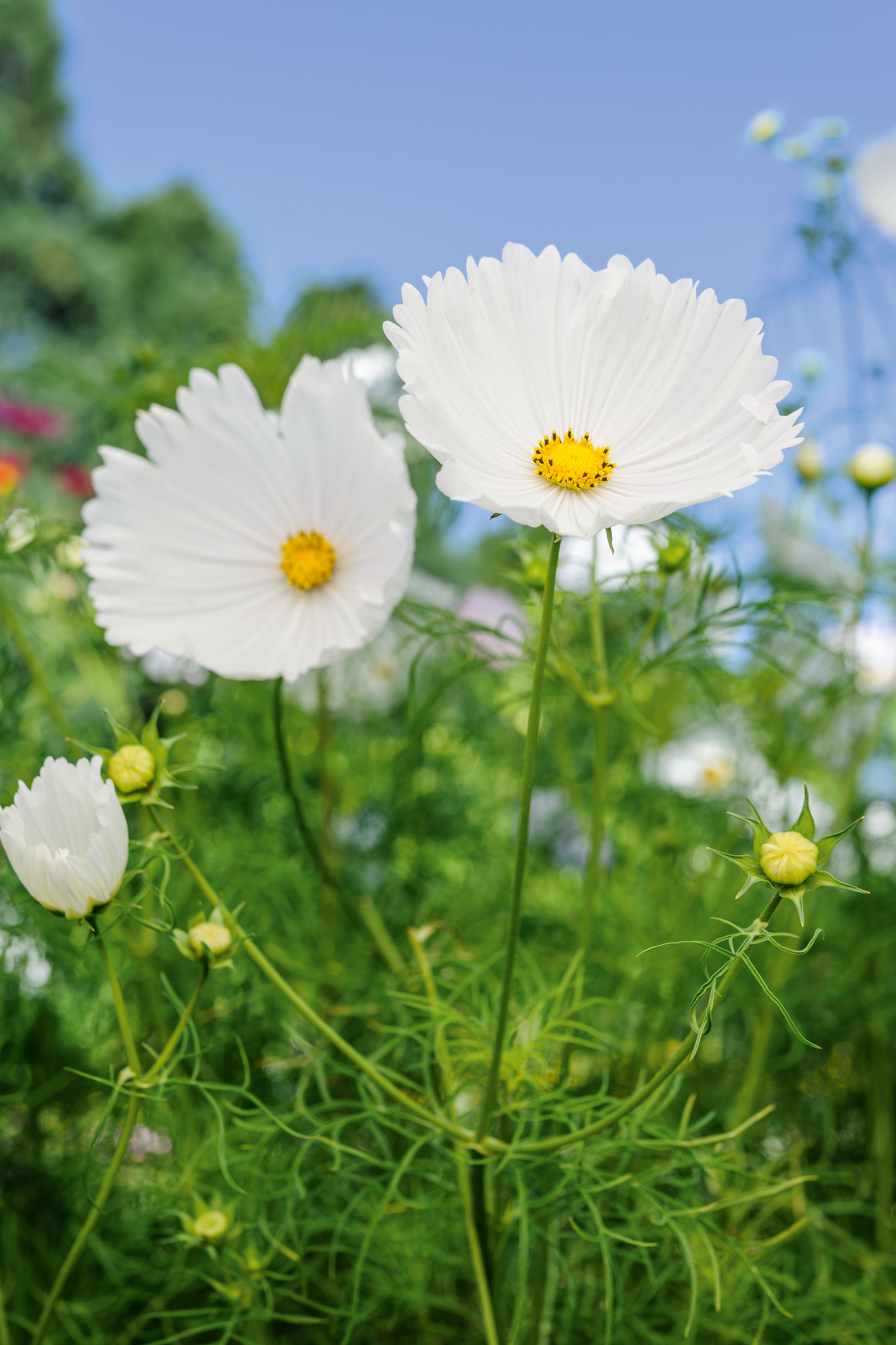 Cosmos bipinnatus 'Cupcakes White'