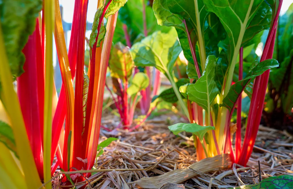 Detailed low-angle view of fresh Swiss chard with bright red and yellow stalks emerging from mulched soil in an eco-friendly garden, representing clean eating, biodiversity, and natural agricultural practices.