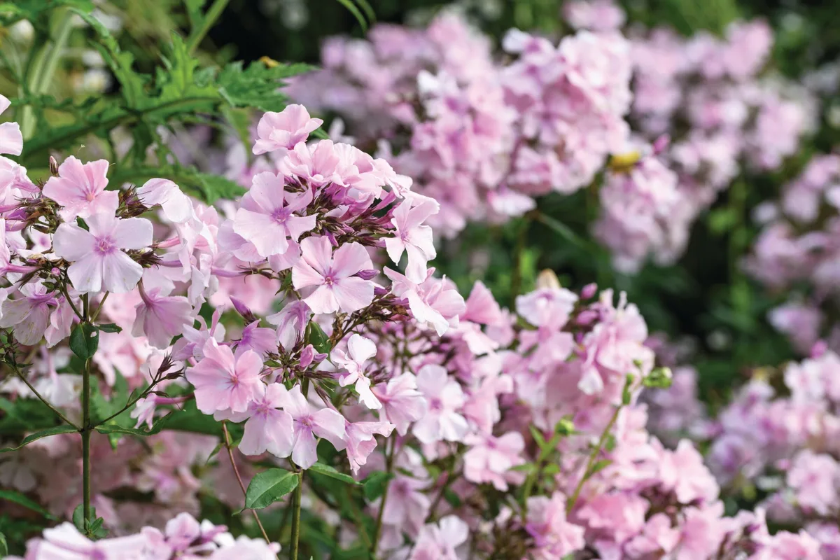 Phlox paniculata ‘Rosa Pastell’