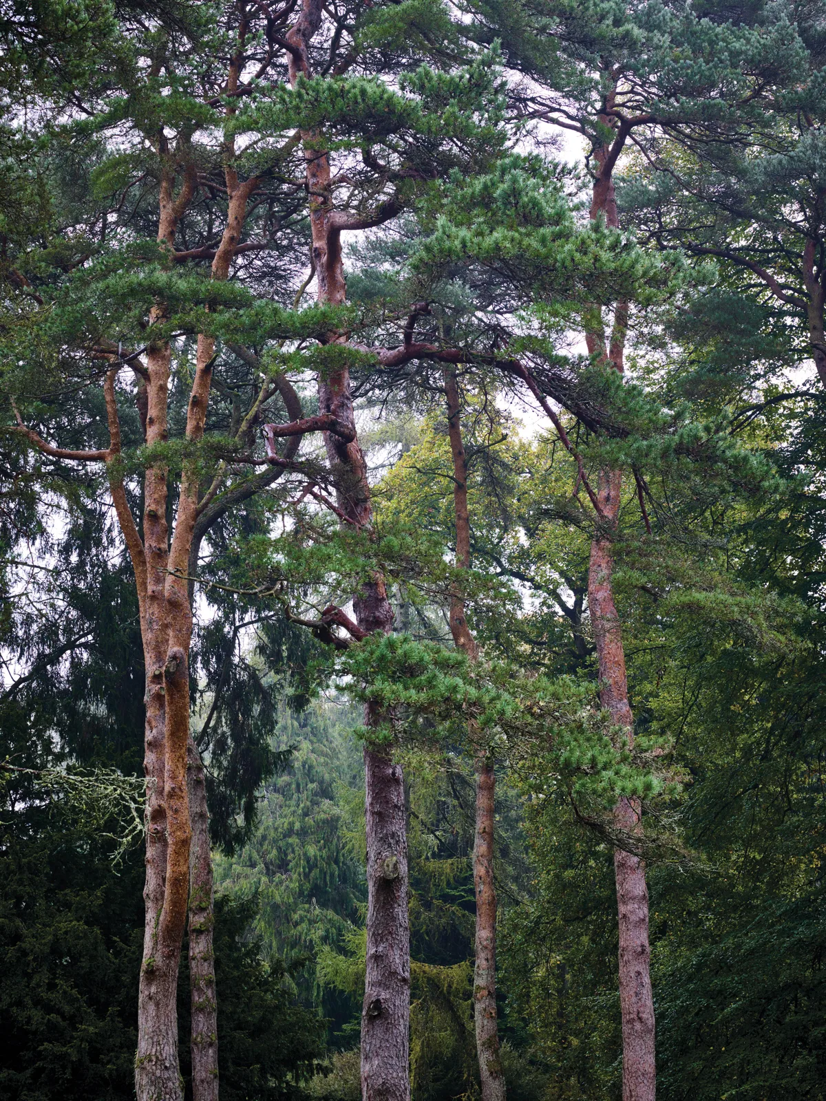 Pinus Sylvestris (Scots Pine)